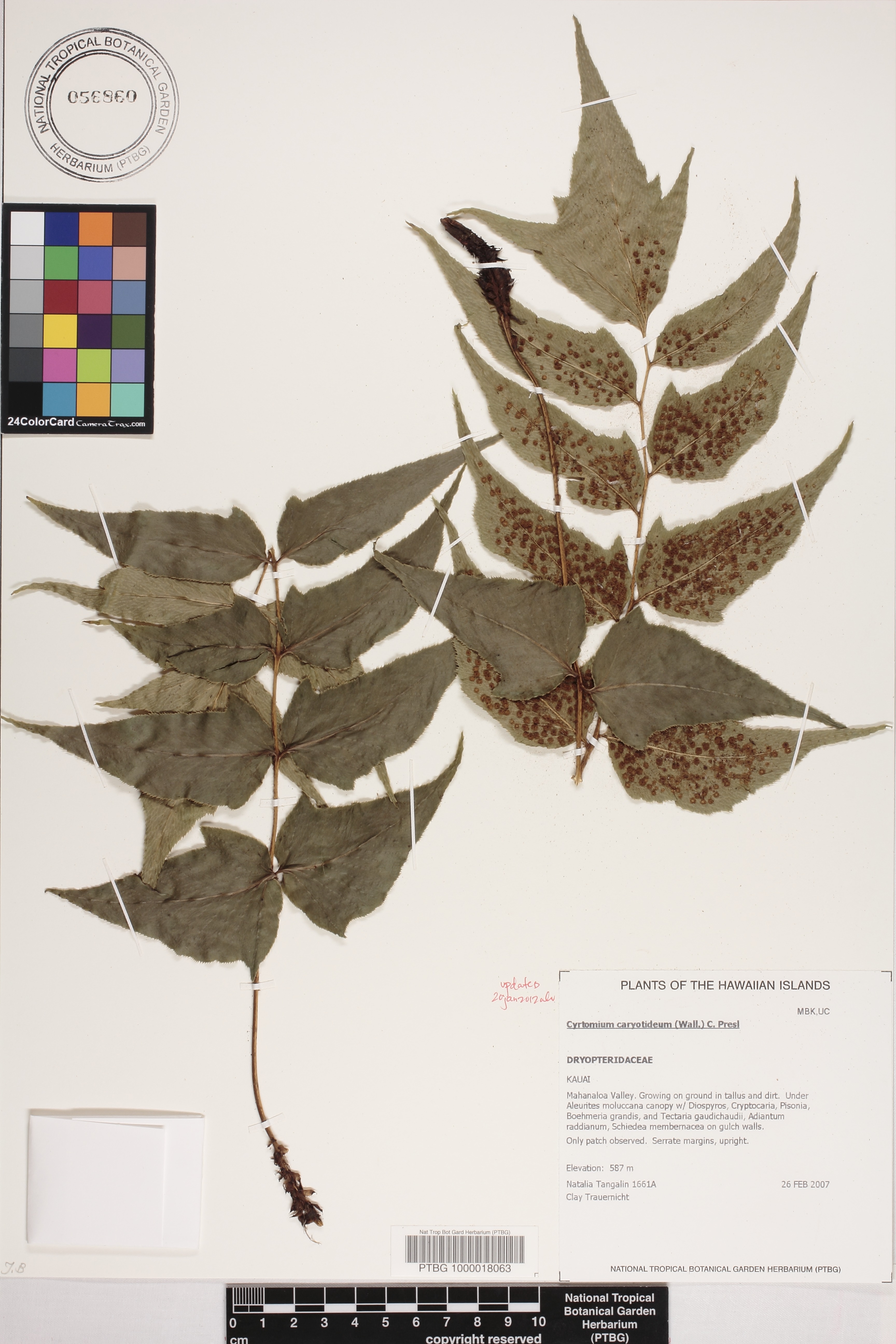 Cyrtomium caryotideum image