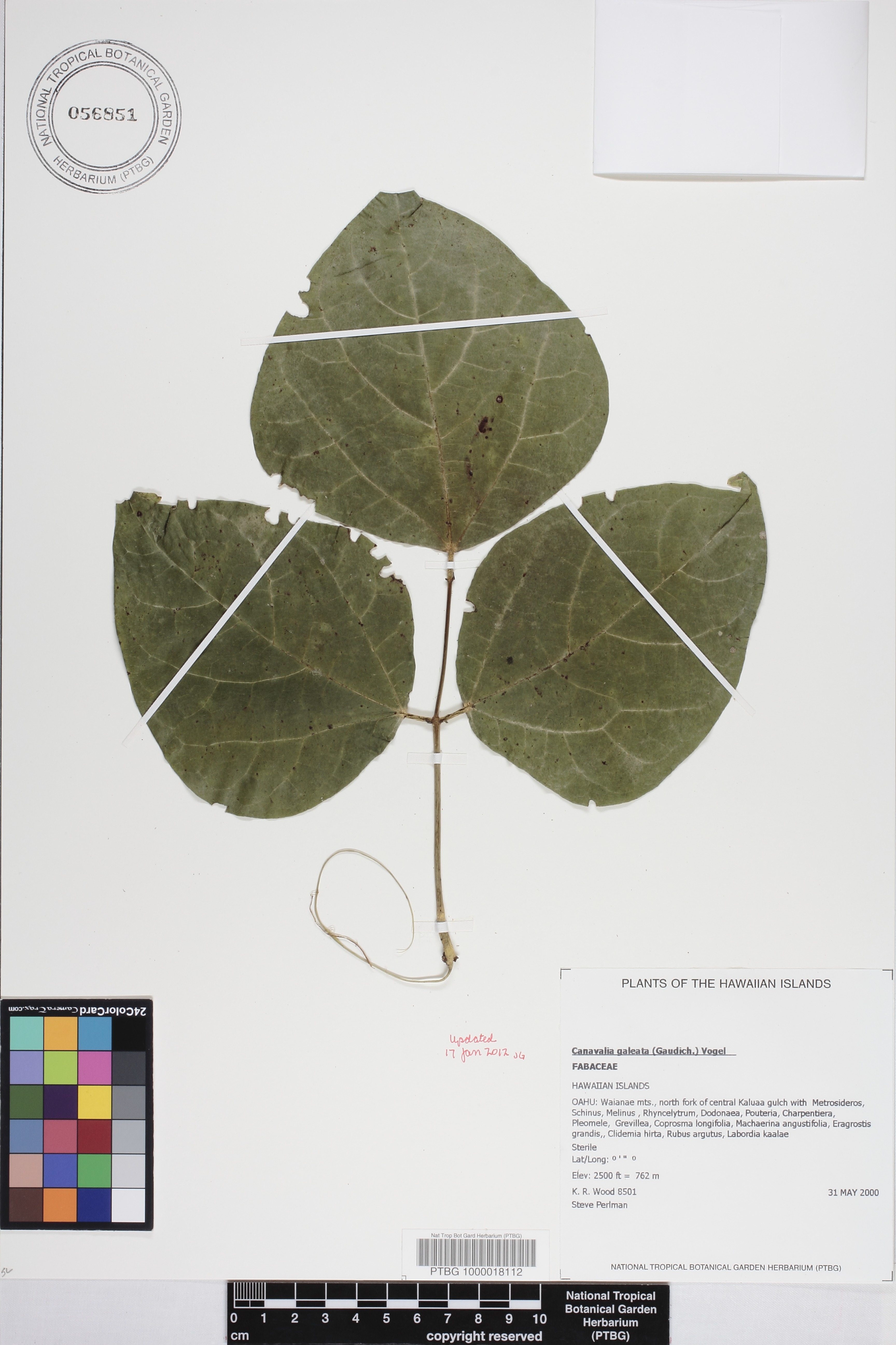 Canavalia galeata image
