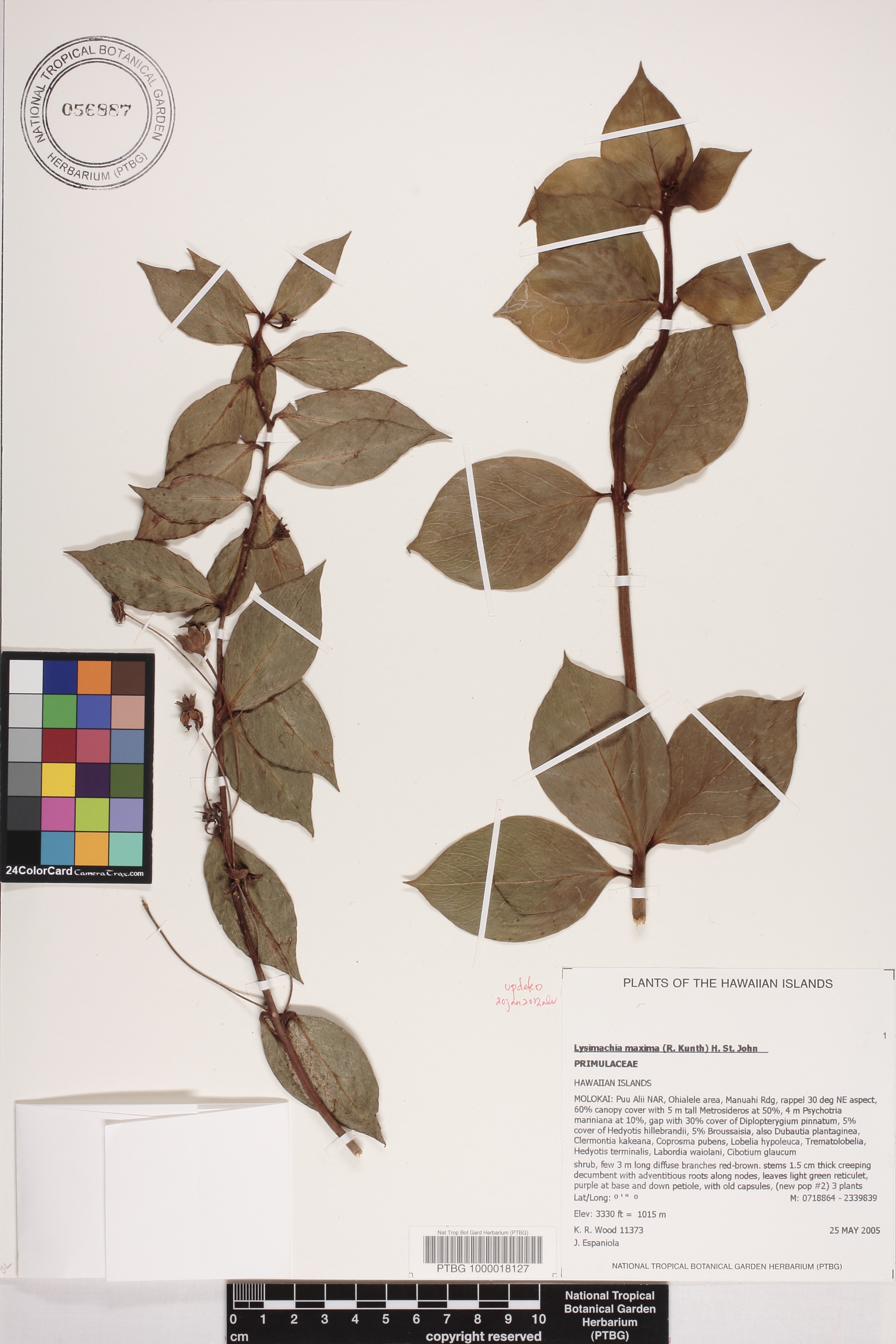 Lysimachia image