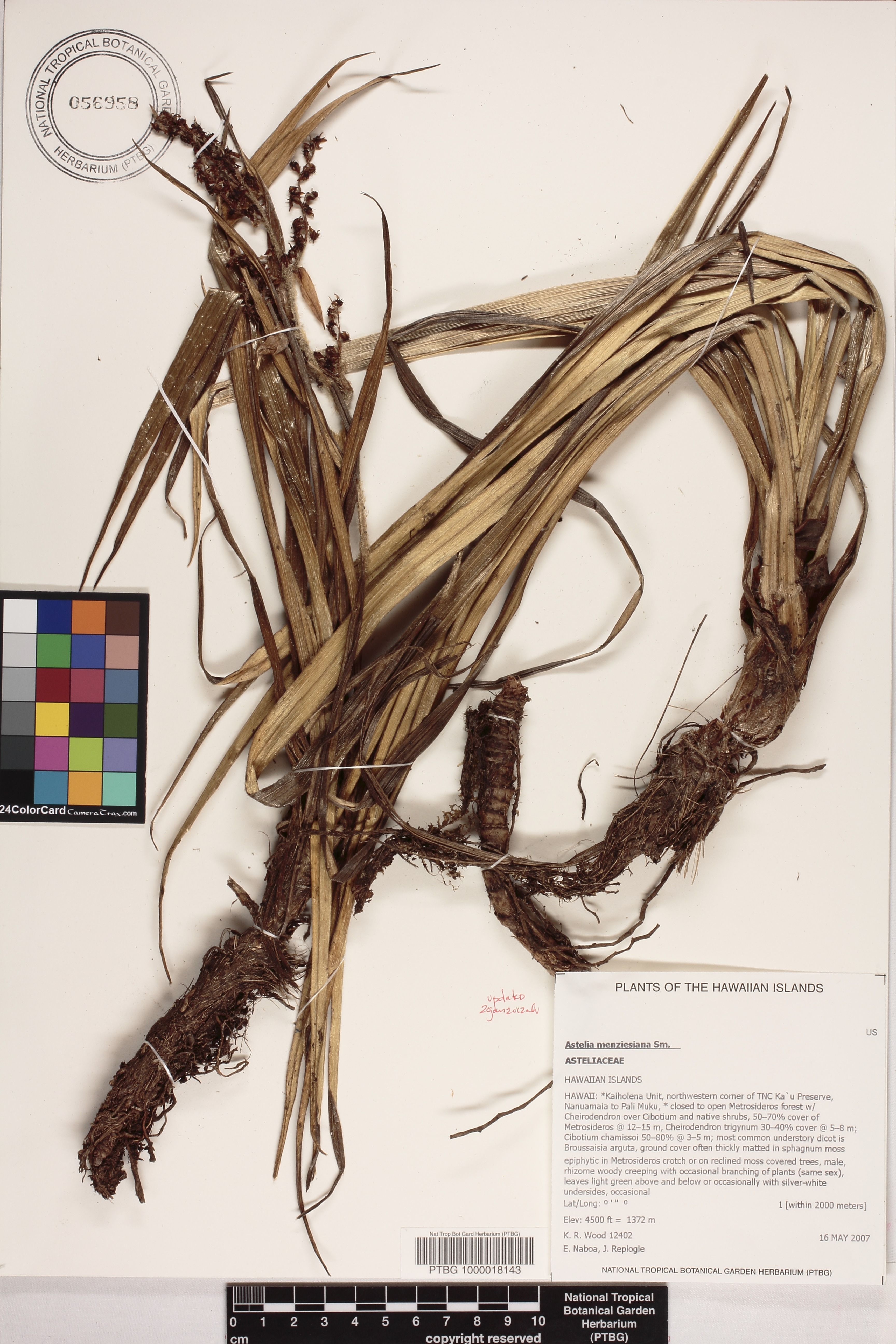 Astelia menziesiana image