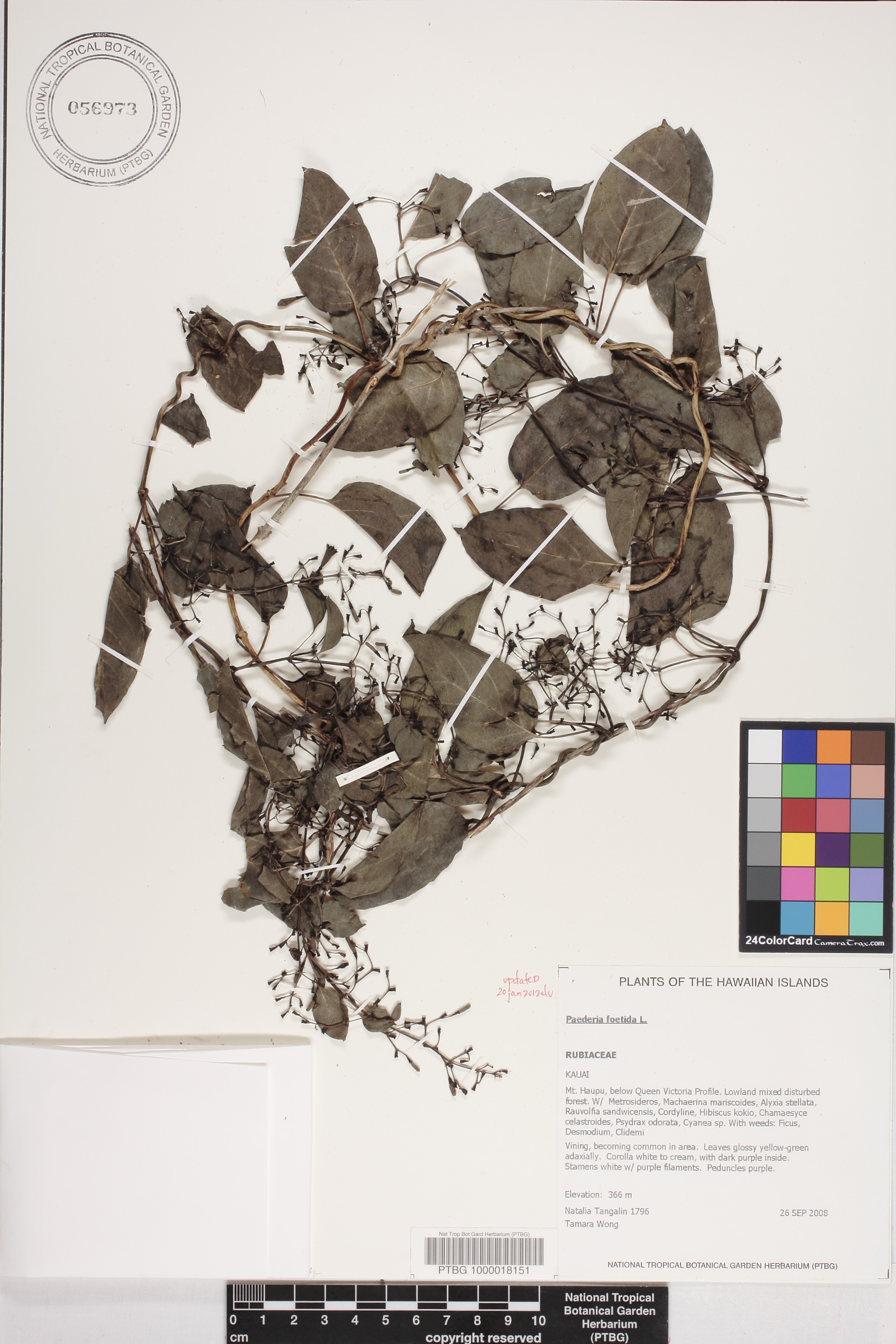 Paederia foetida image