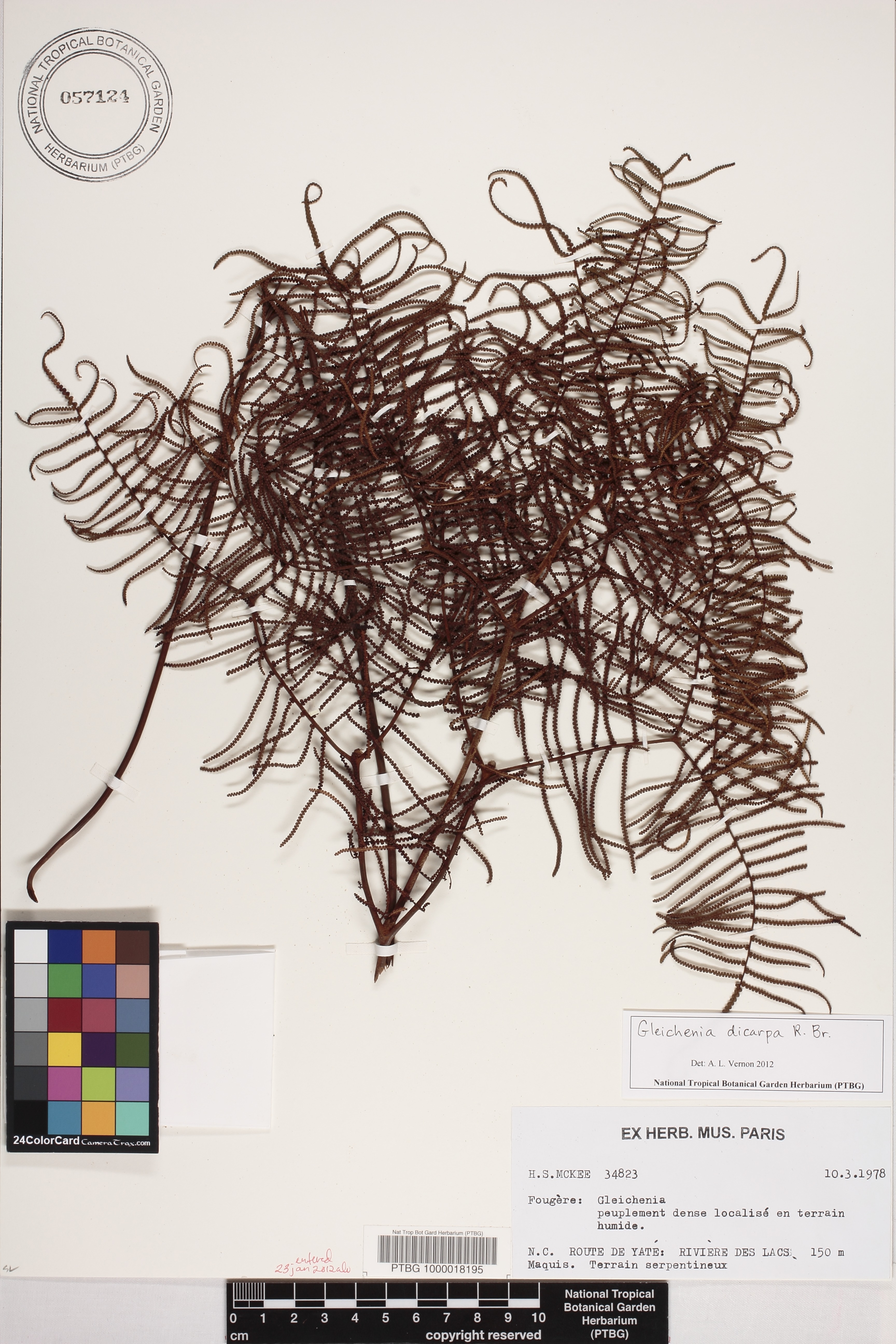 Gleichenia dicarpa image