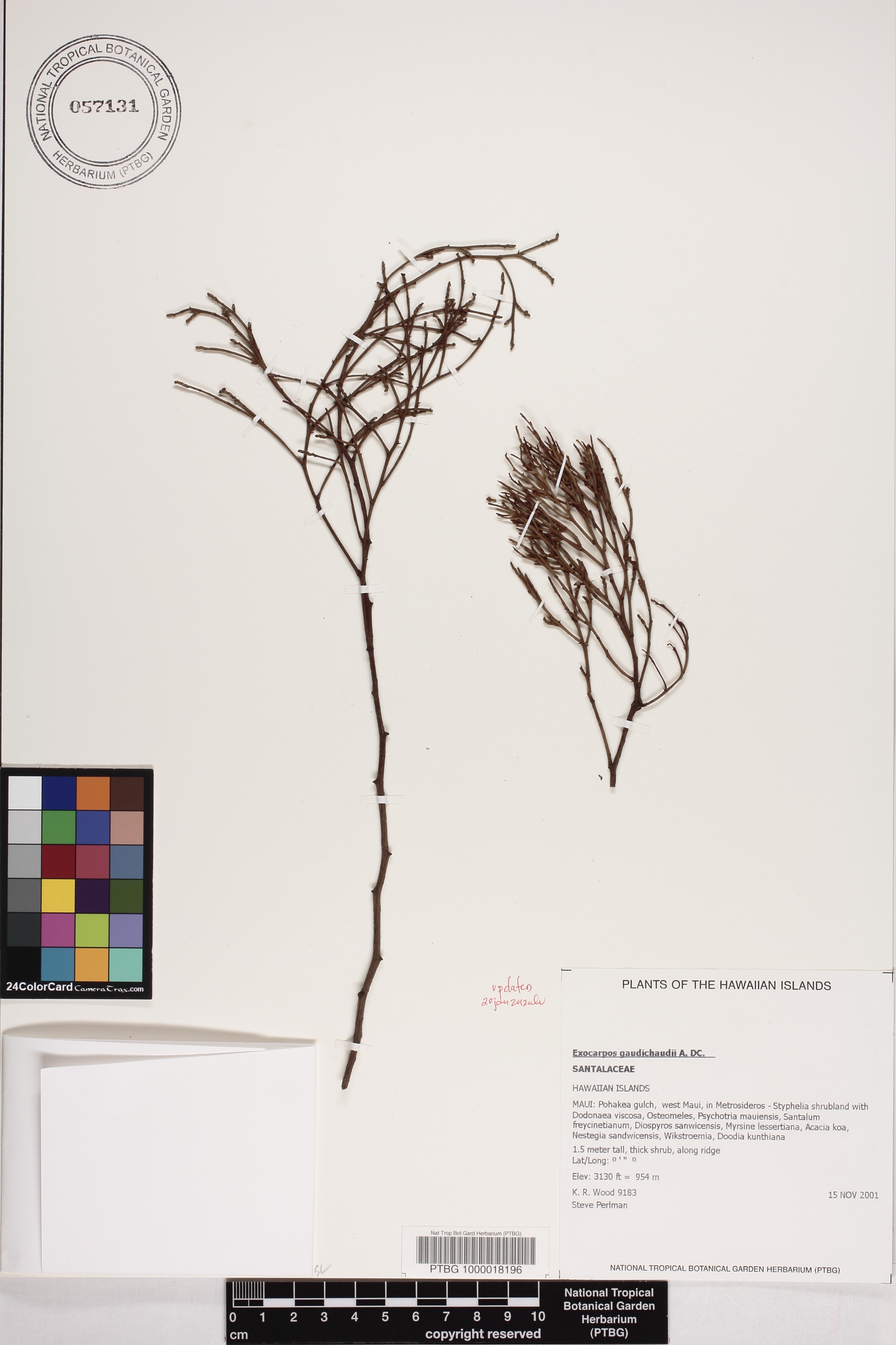 Exocarpos gaudichaudii image