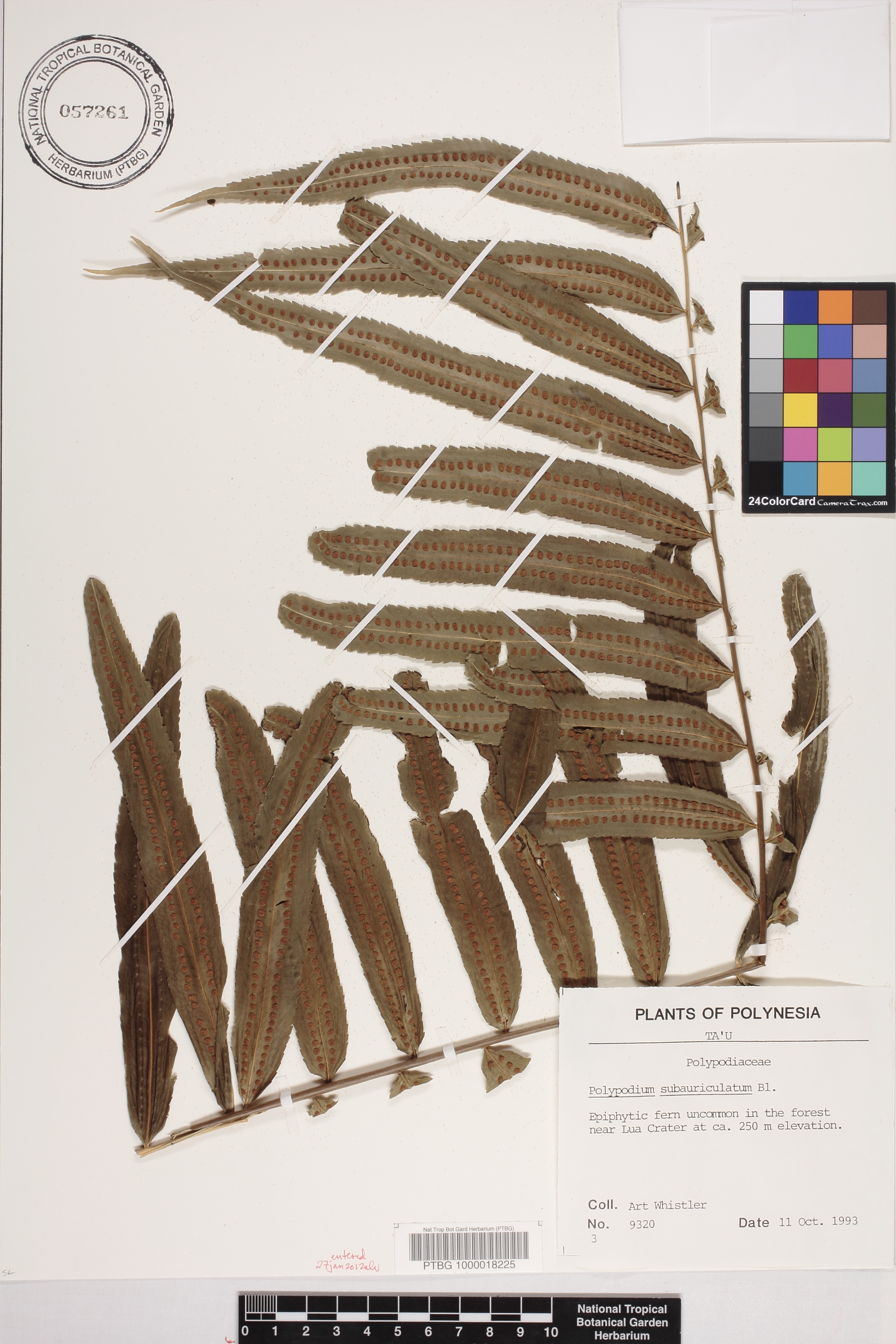 Goniophlebium persicifolium image