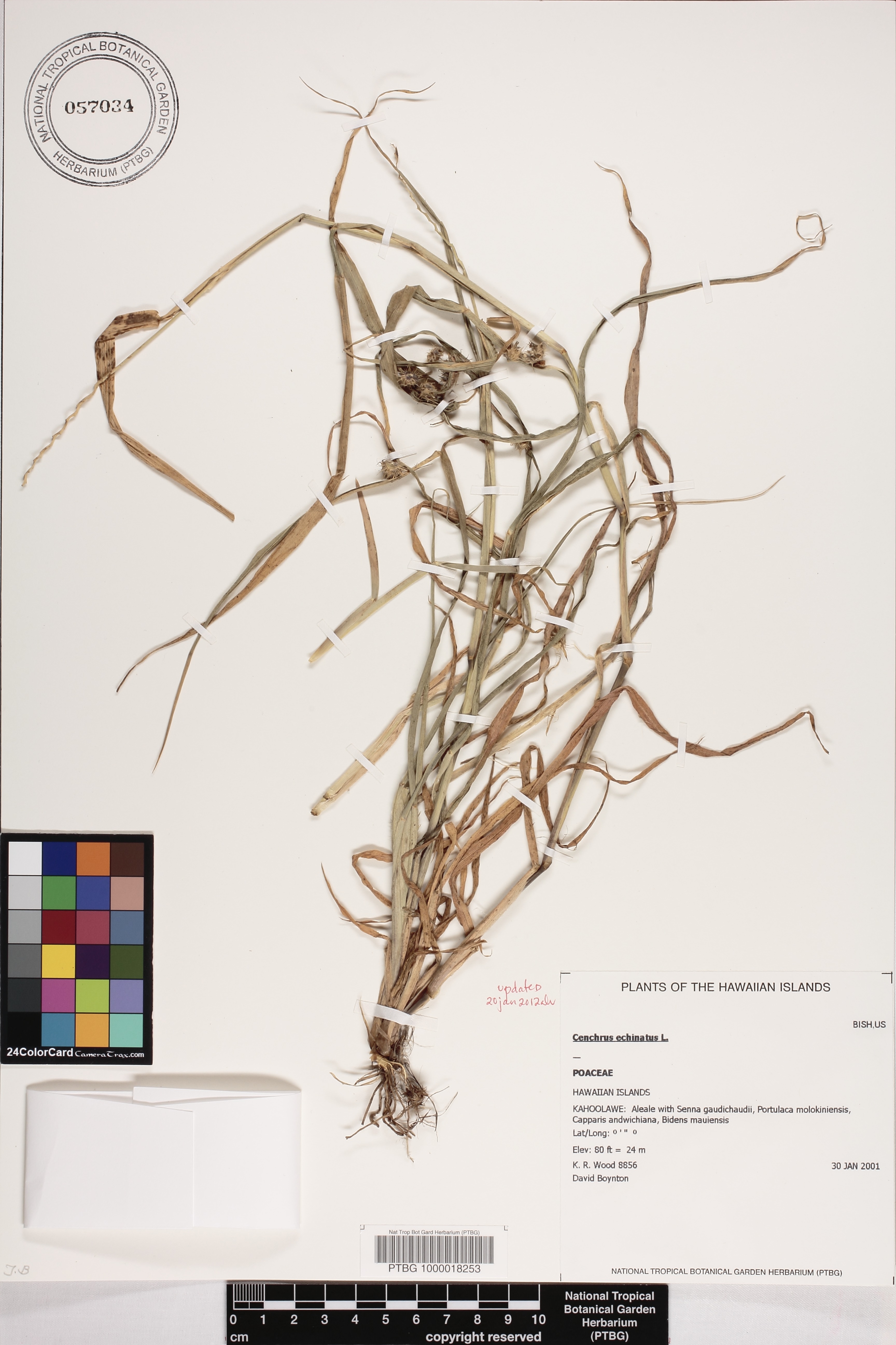 Cenchrus echinatus image