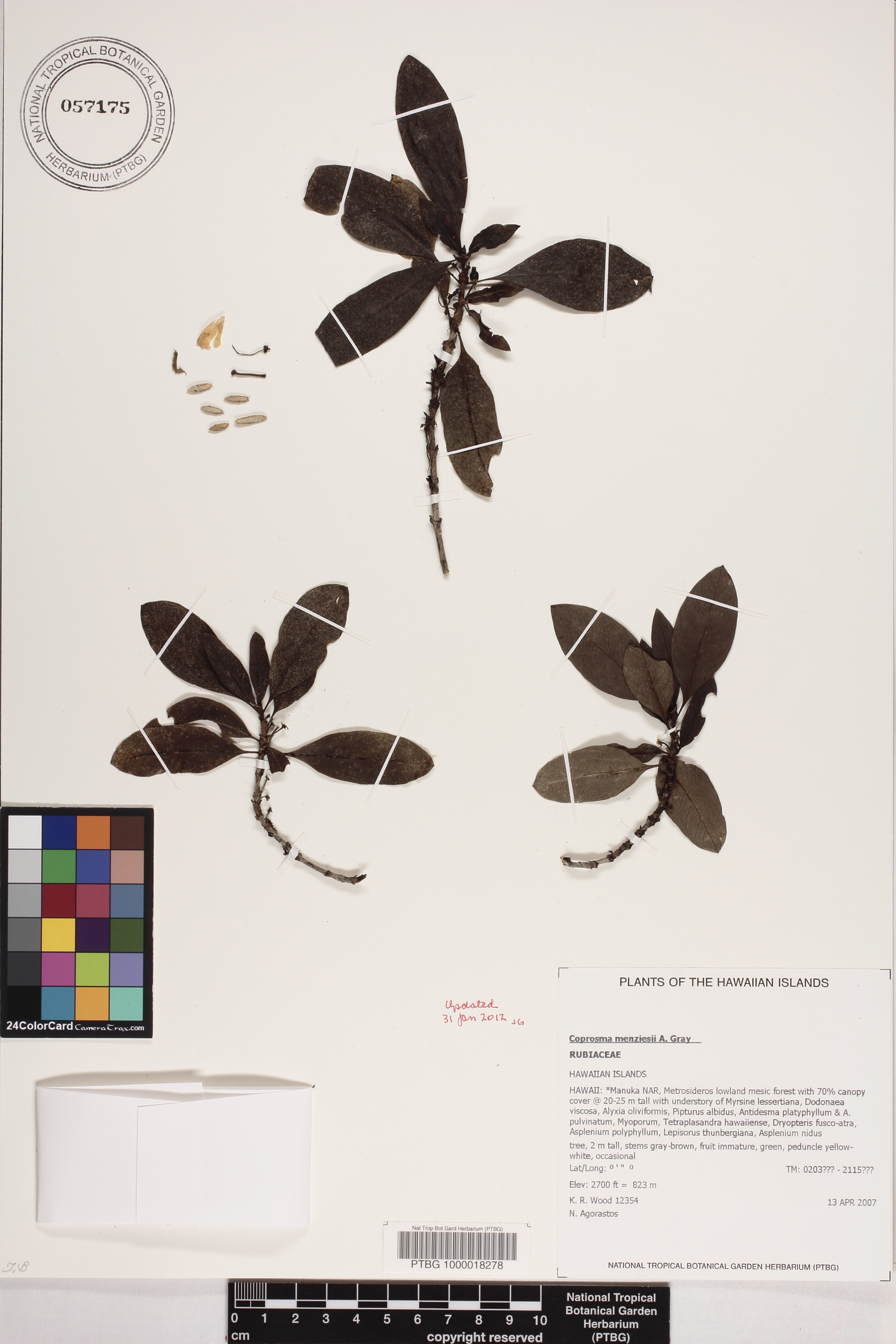 Coprosma menziesii image
