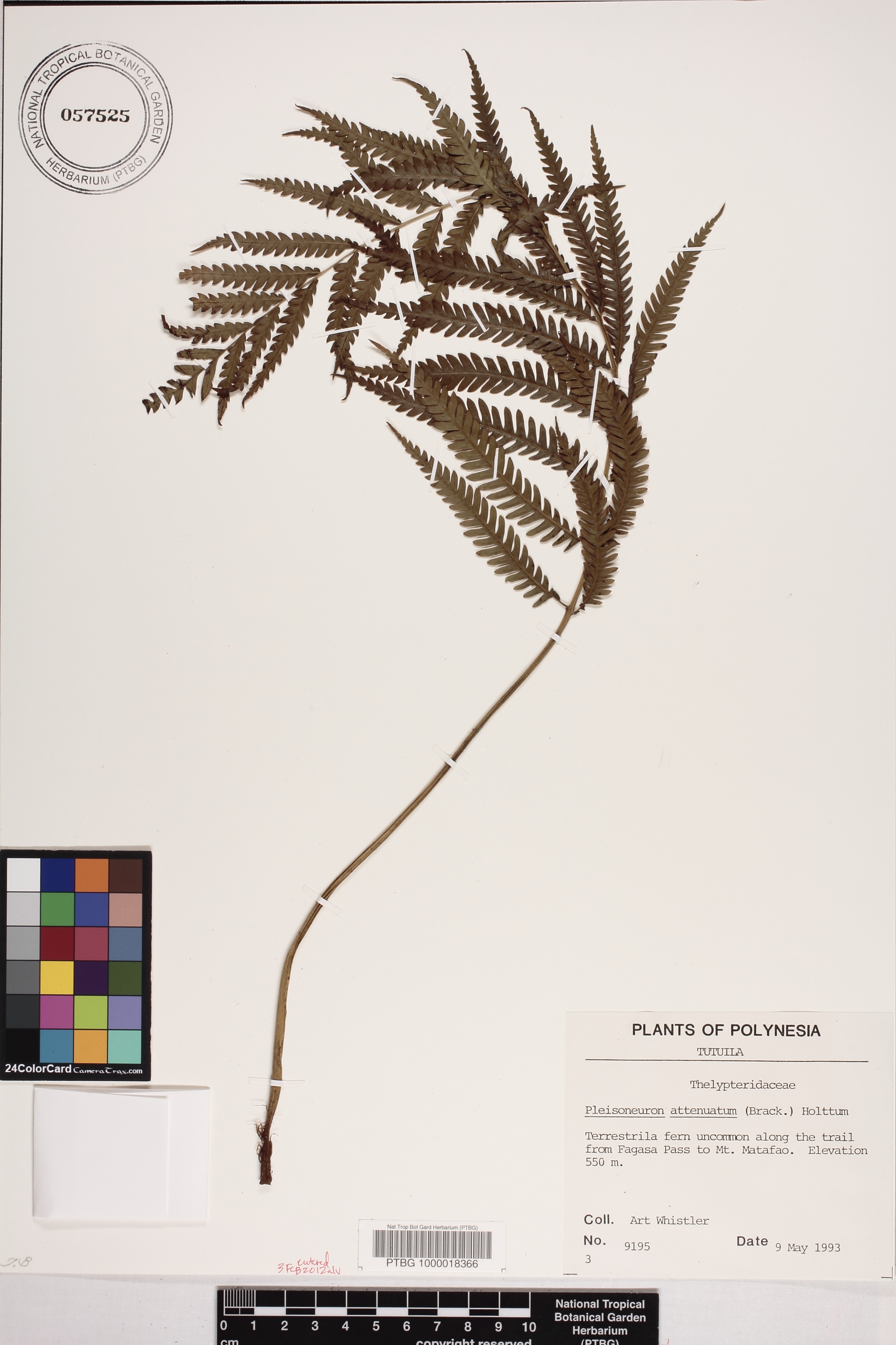 Plesioneuron image