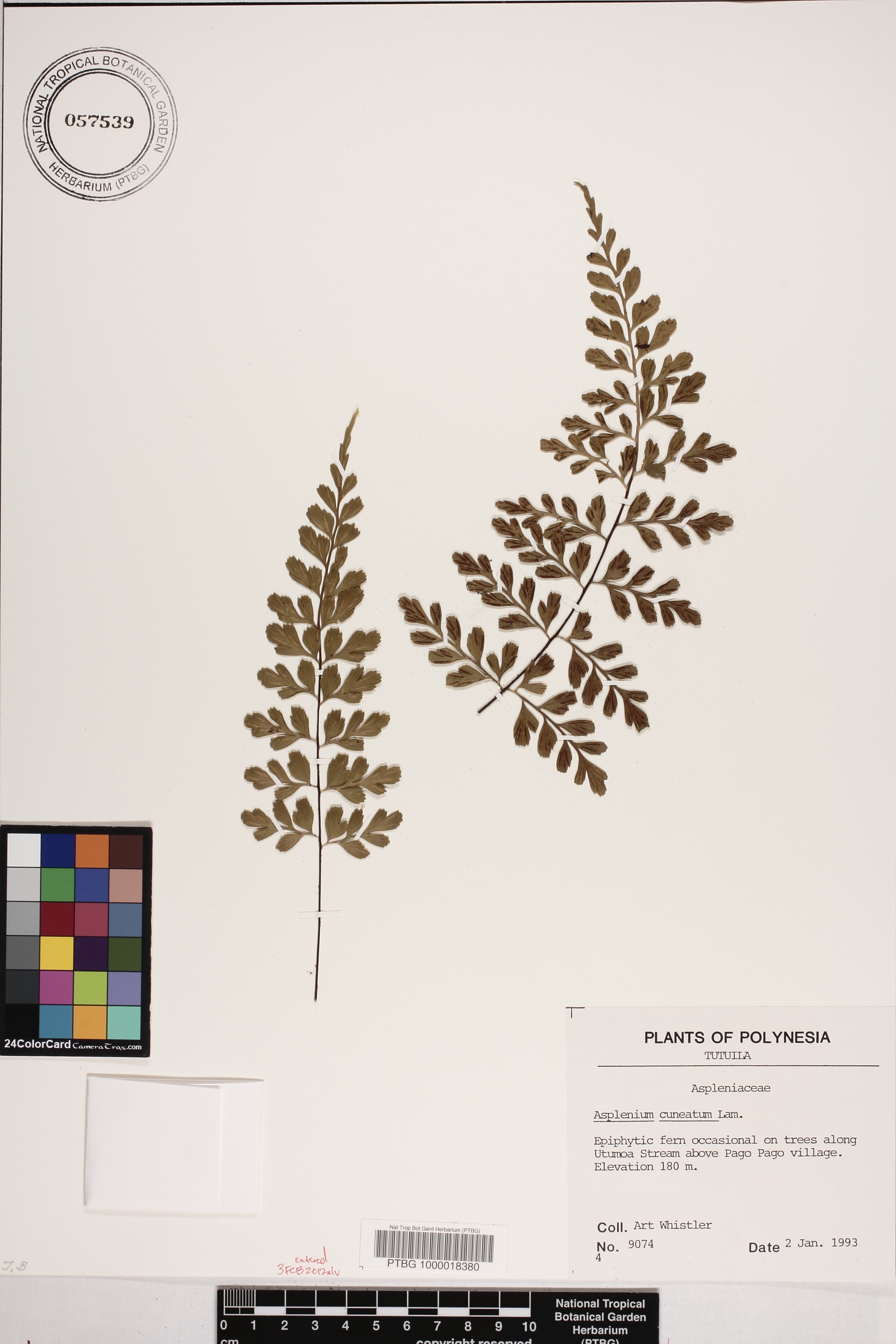 Asplenium cuneatum image