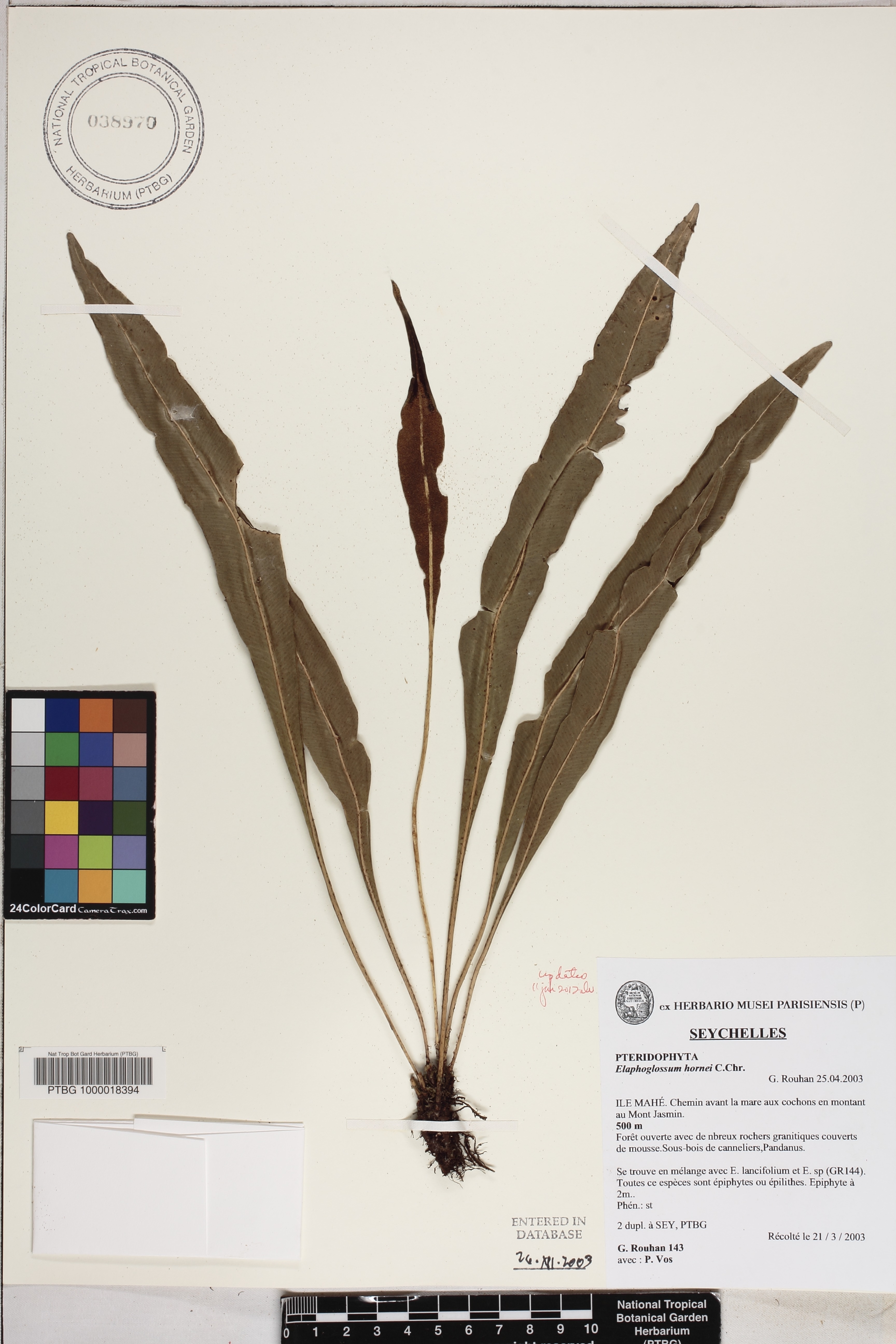 Elaphoglossum hornei image