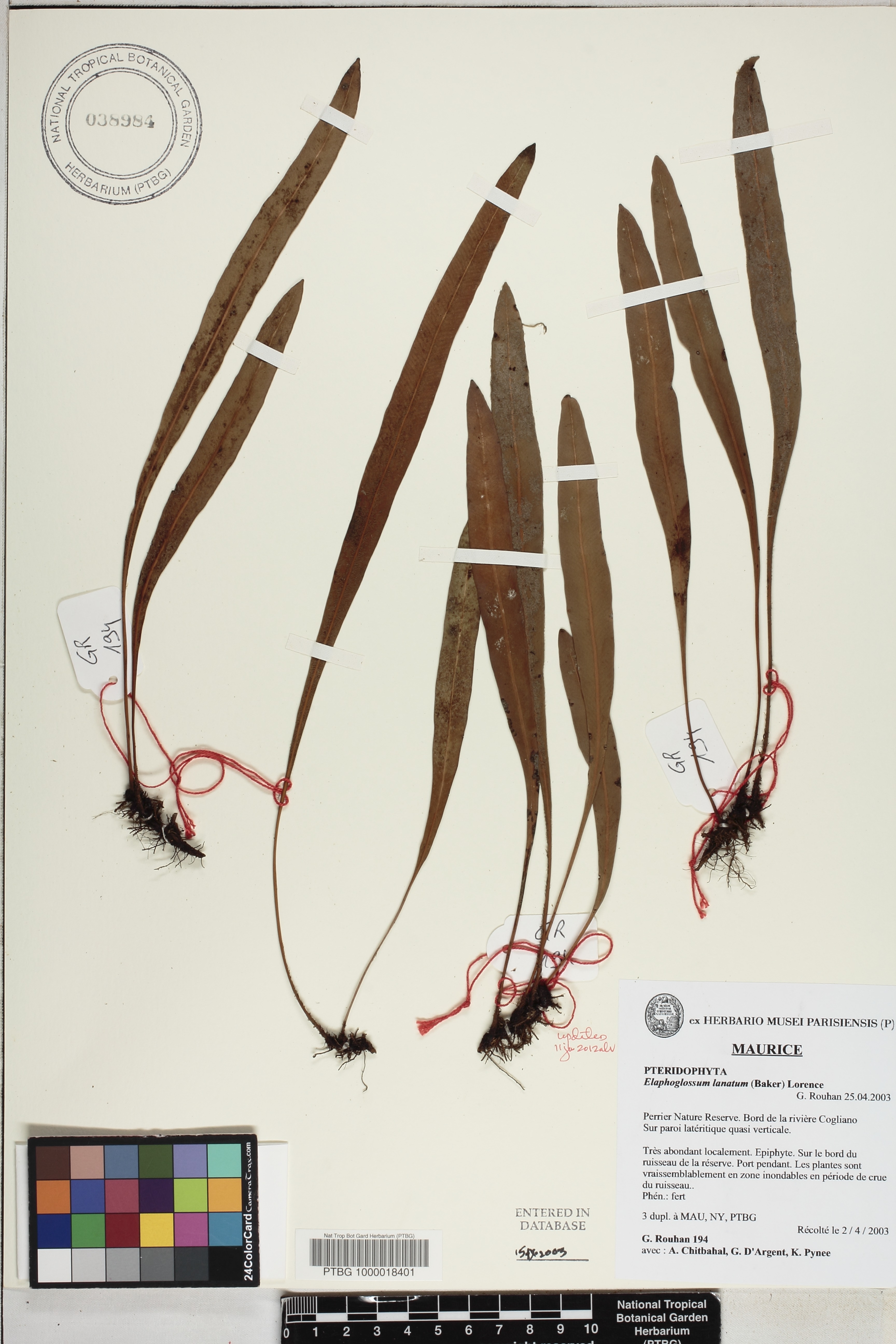 Elaphoglossum lanatum image