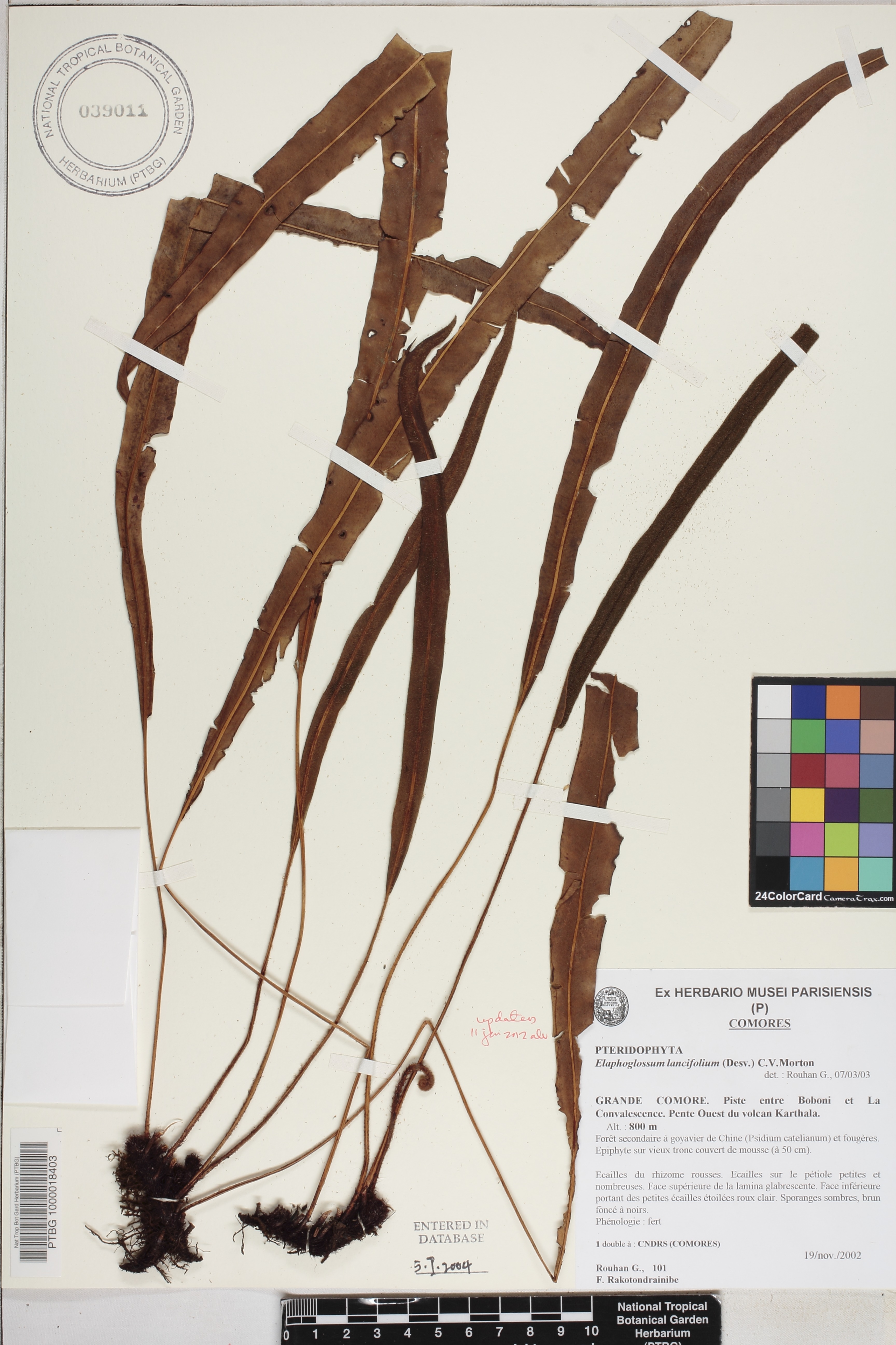 Elaphoglossum lancifolium image