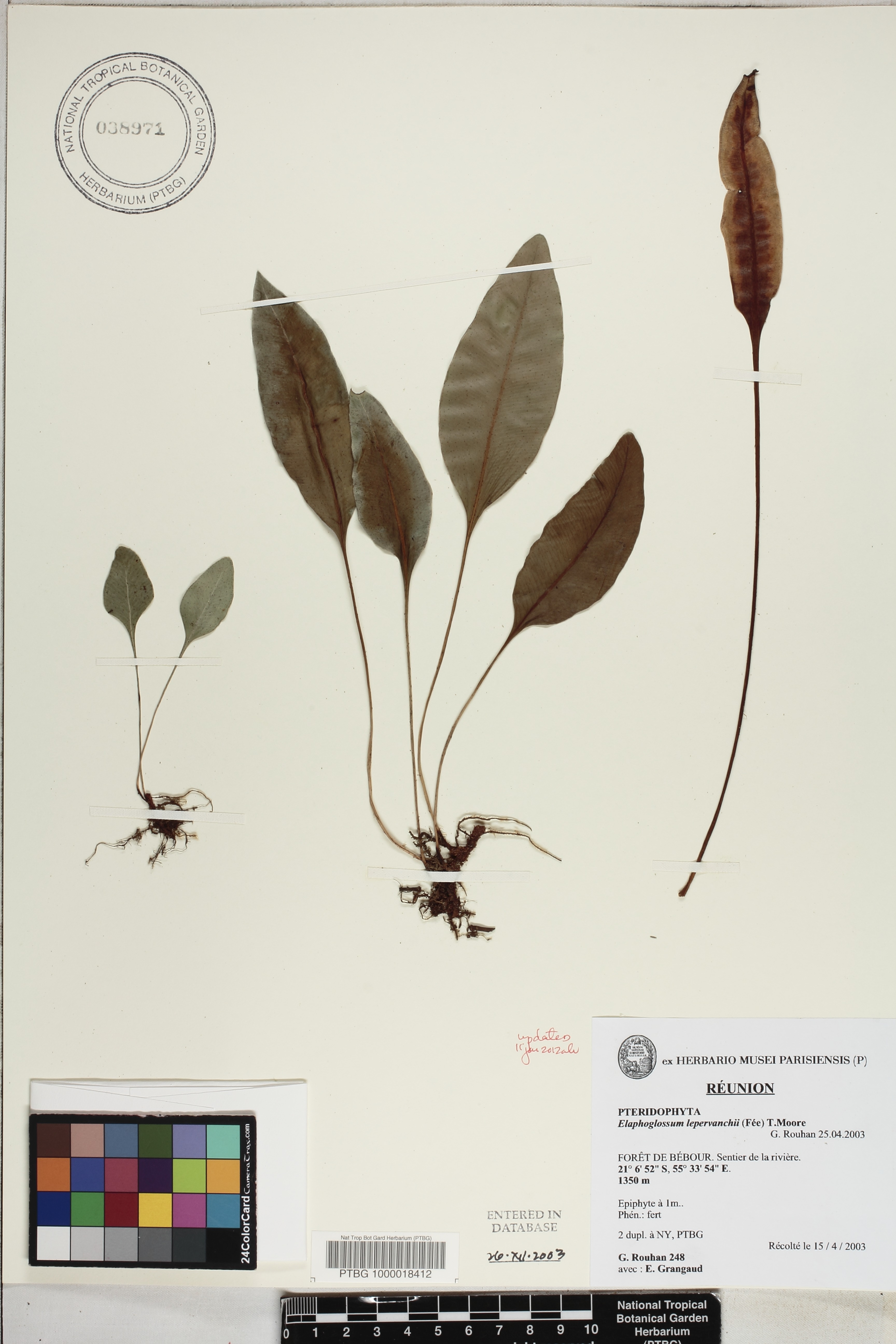 Elaphoglossum lepervanchii image