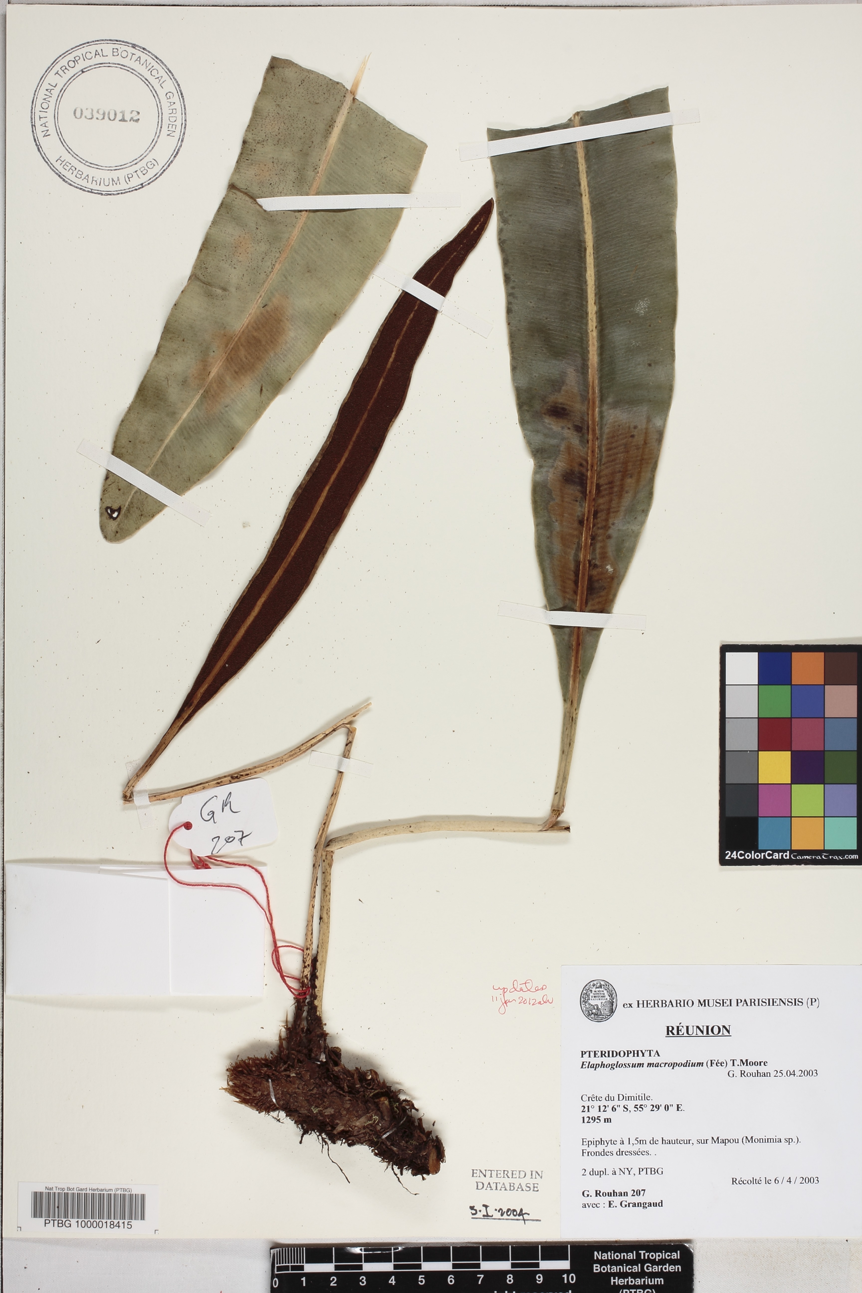 Elaphoglossum macropodium image