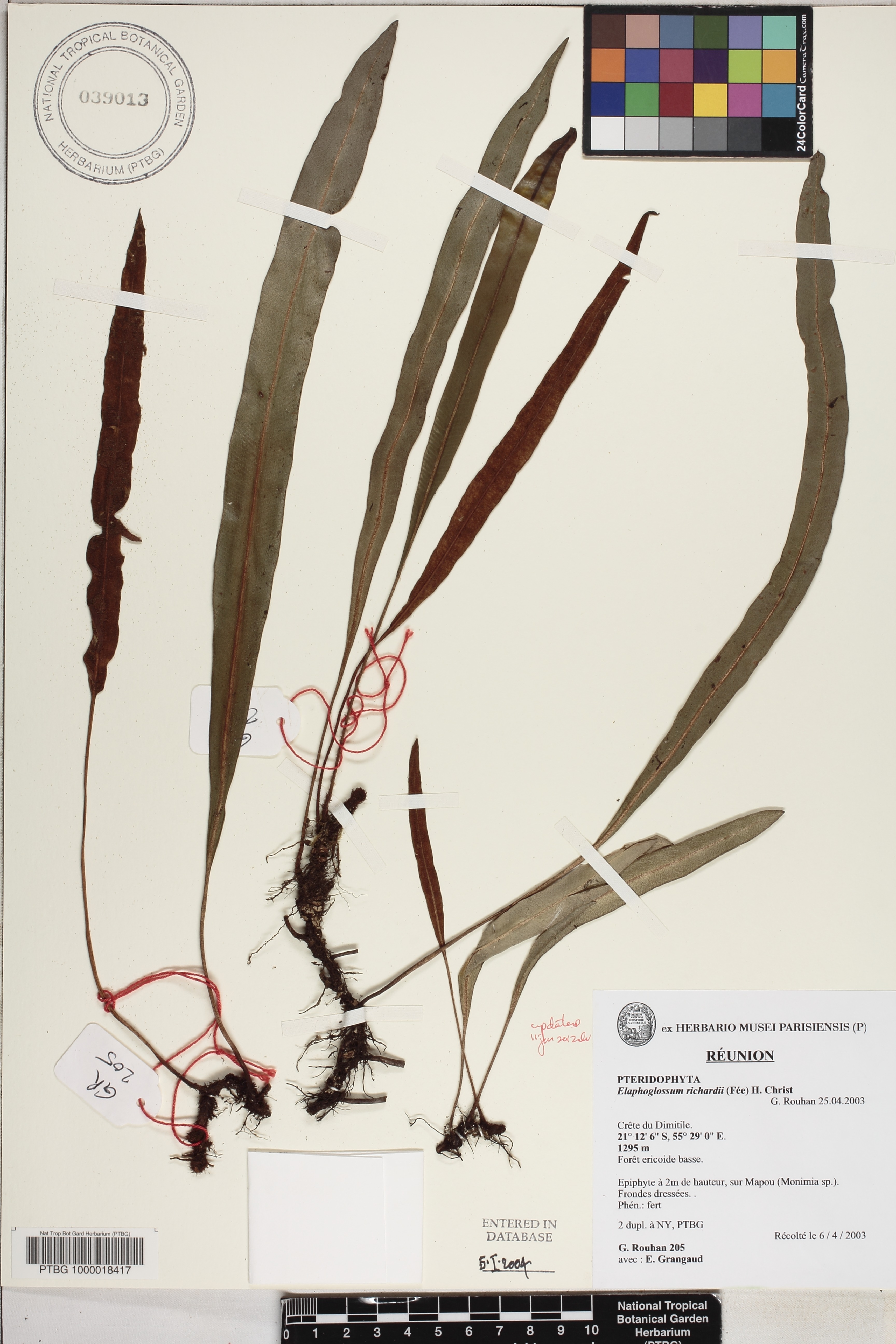 Elaphoglossum richardii image