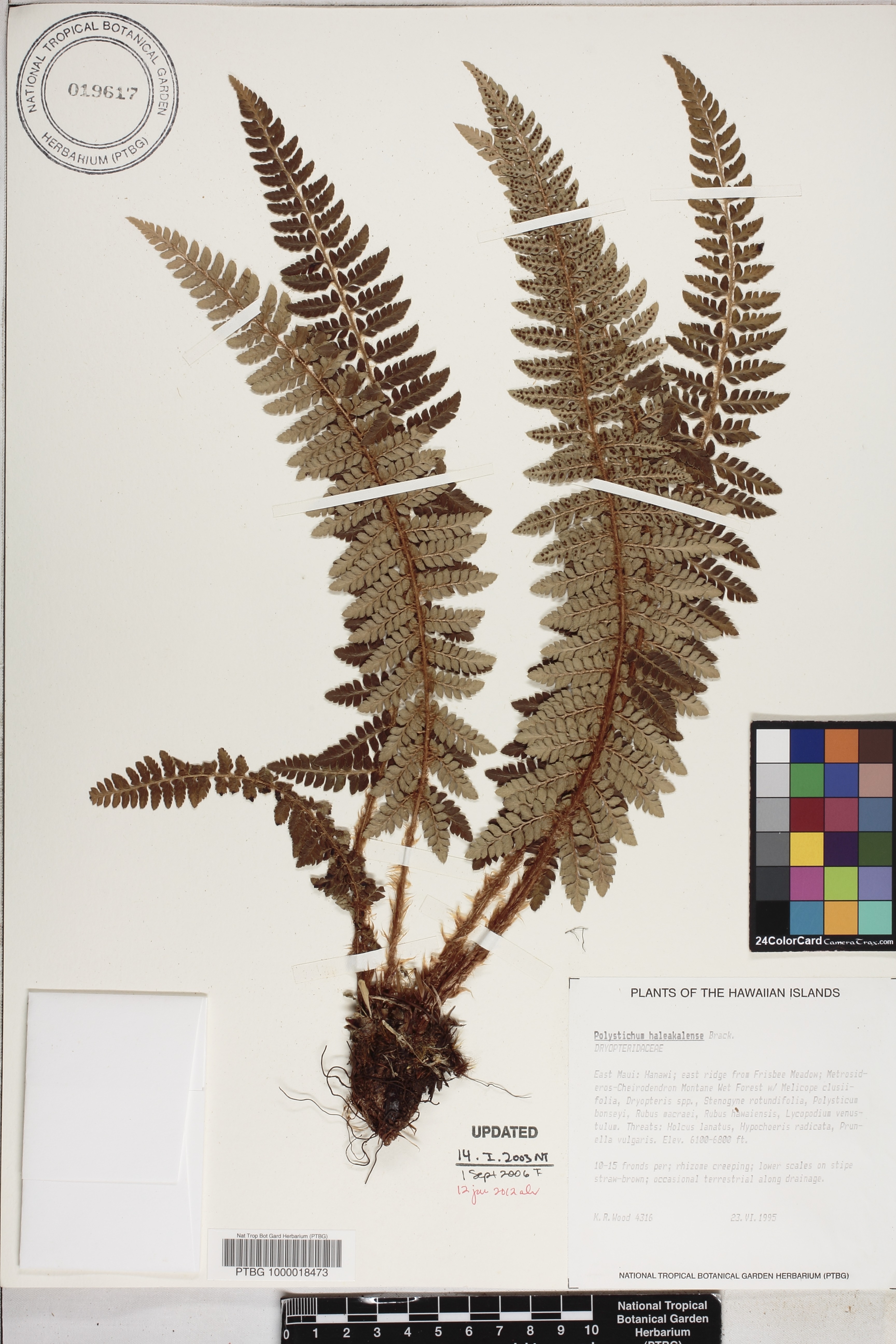 Polystichum haleakalense image