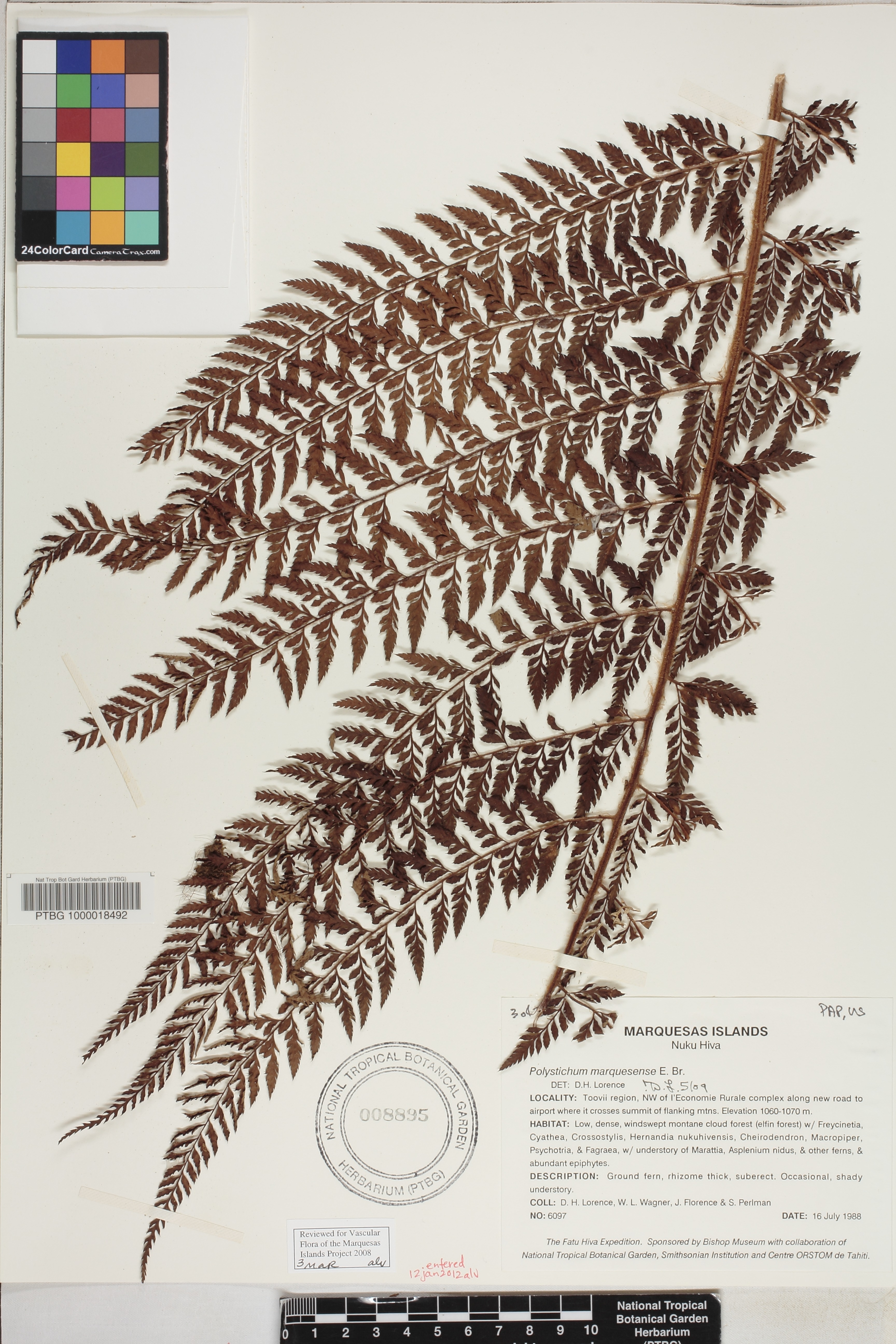 Polystichum image