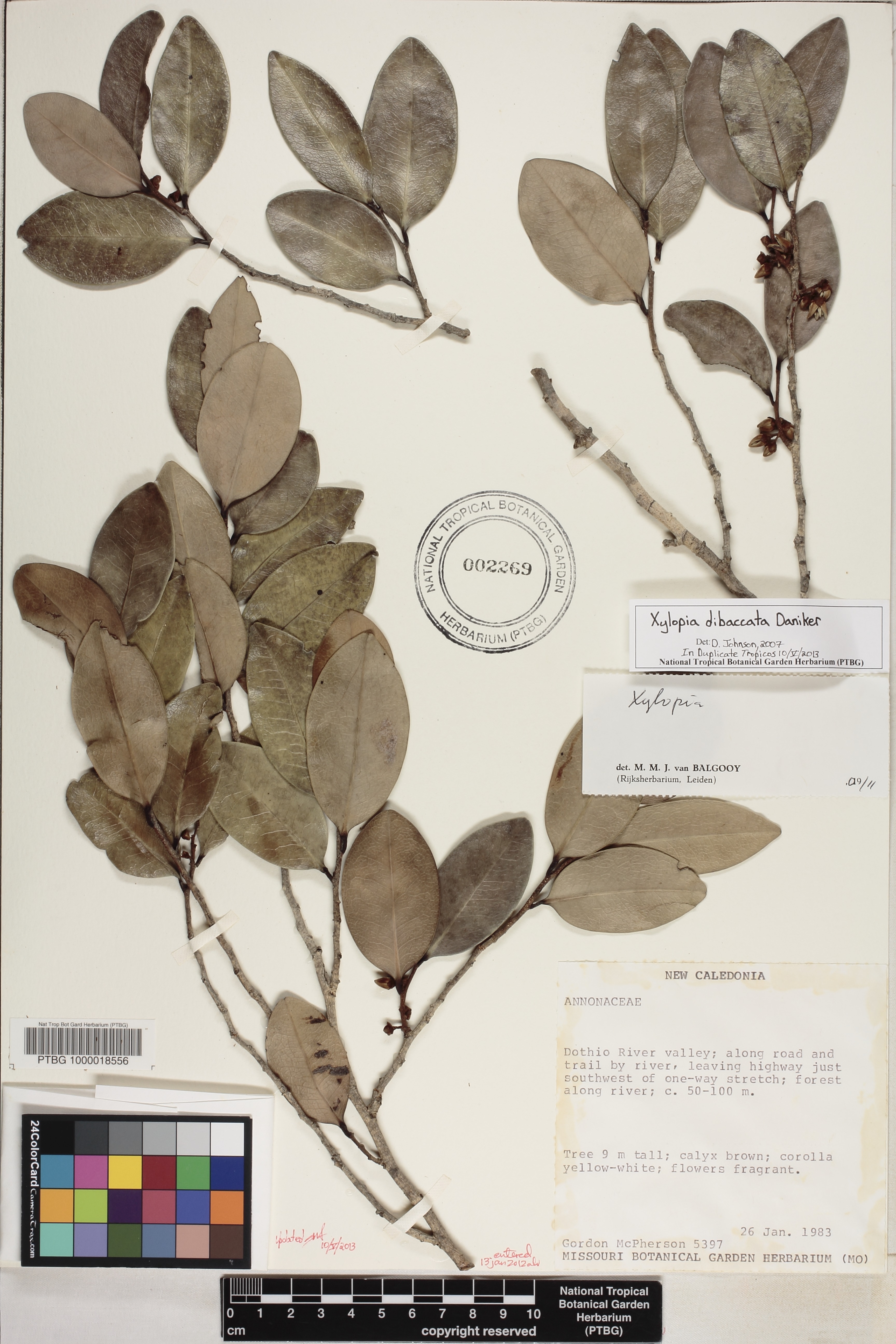 Xylopia dibaccata image