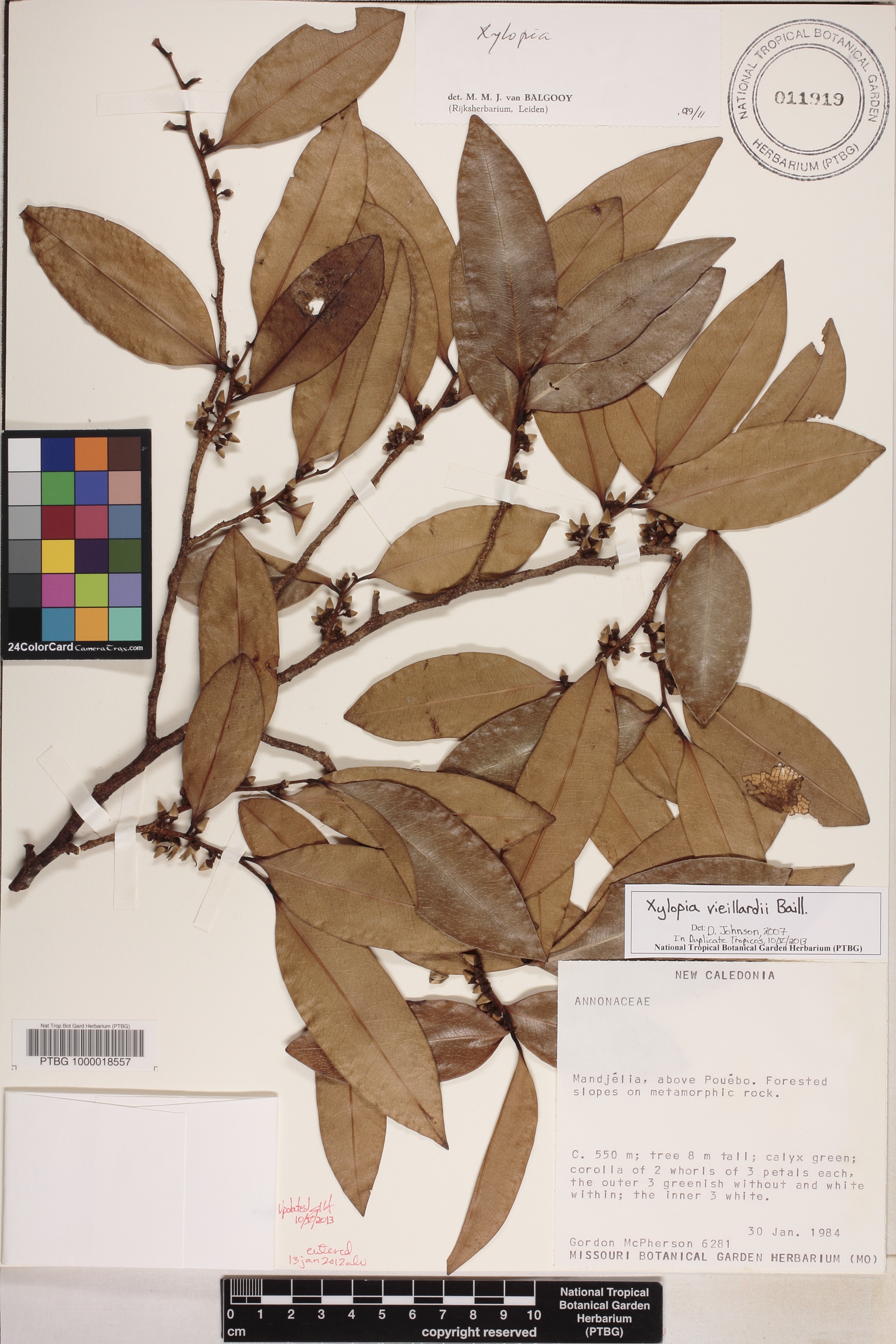 Xylopia vieillardii image