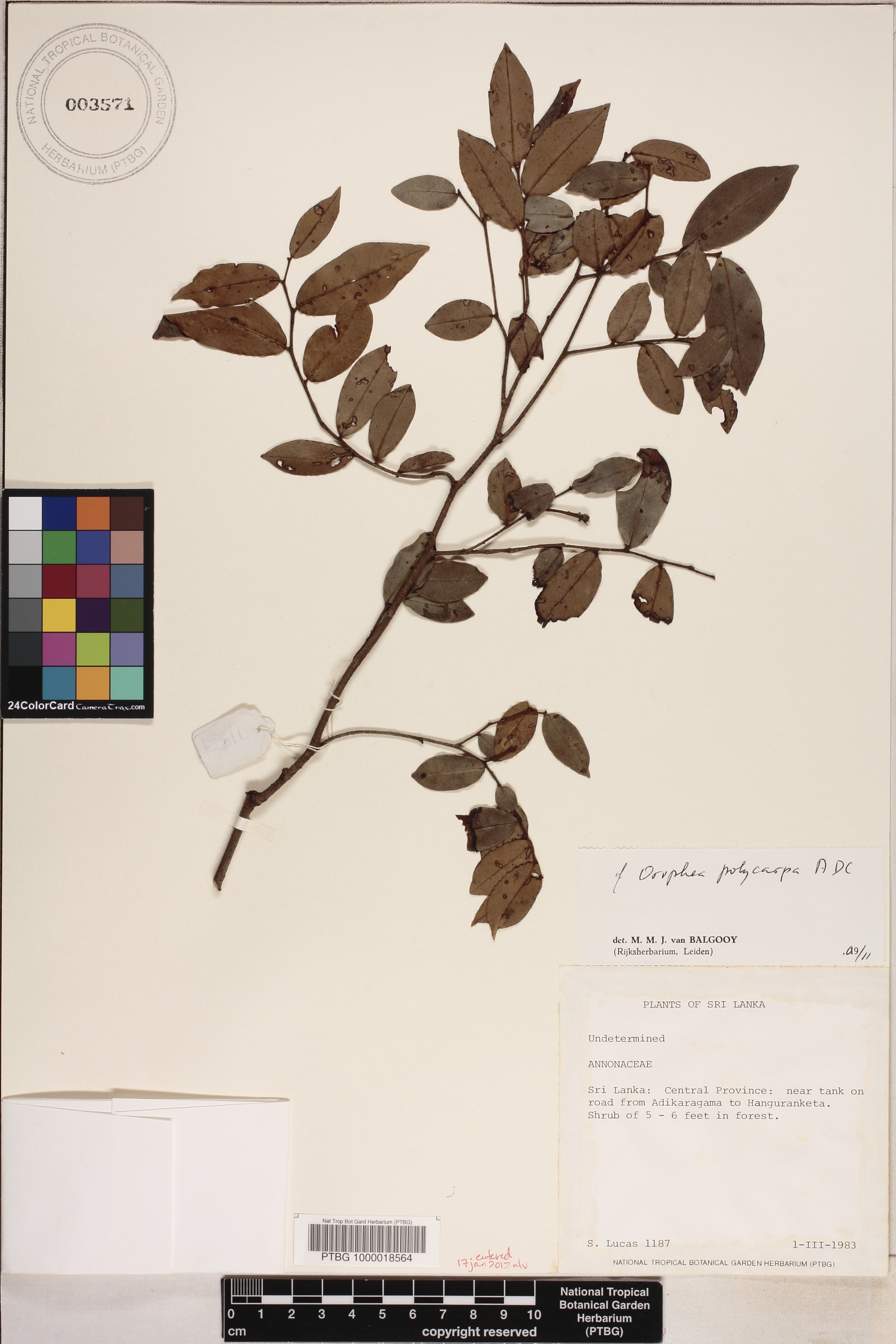 Orophea polycarpa image