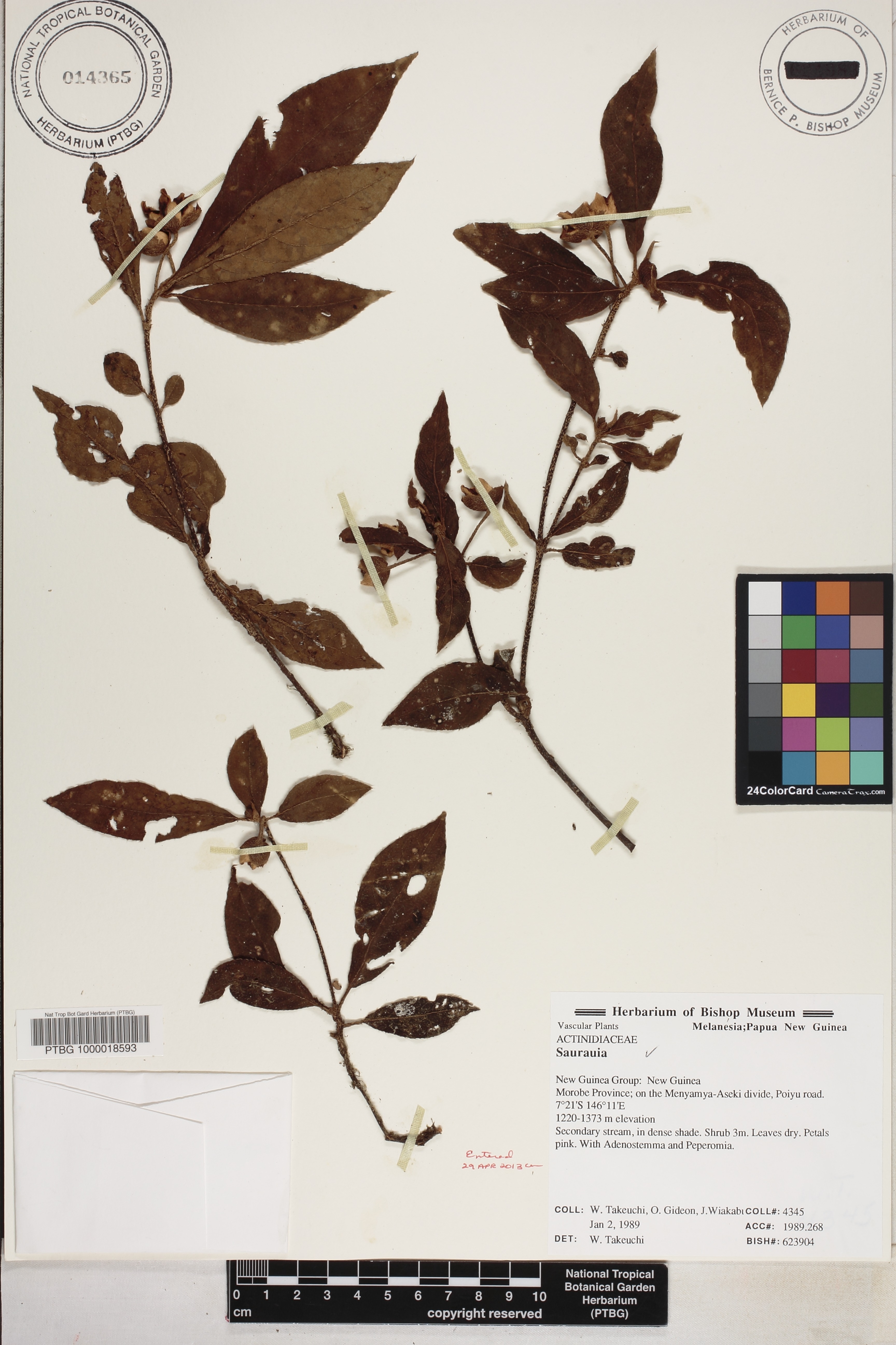Saurauia image