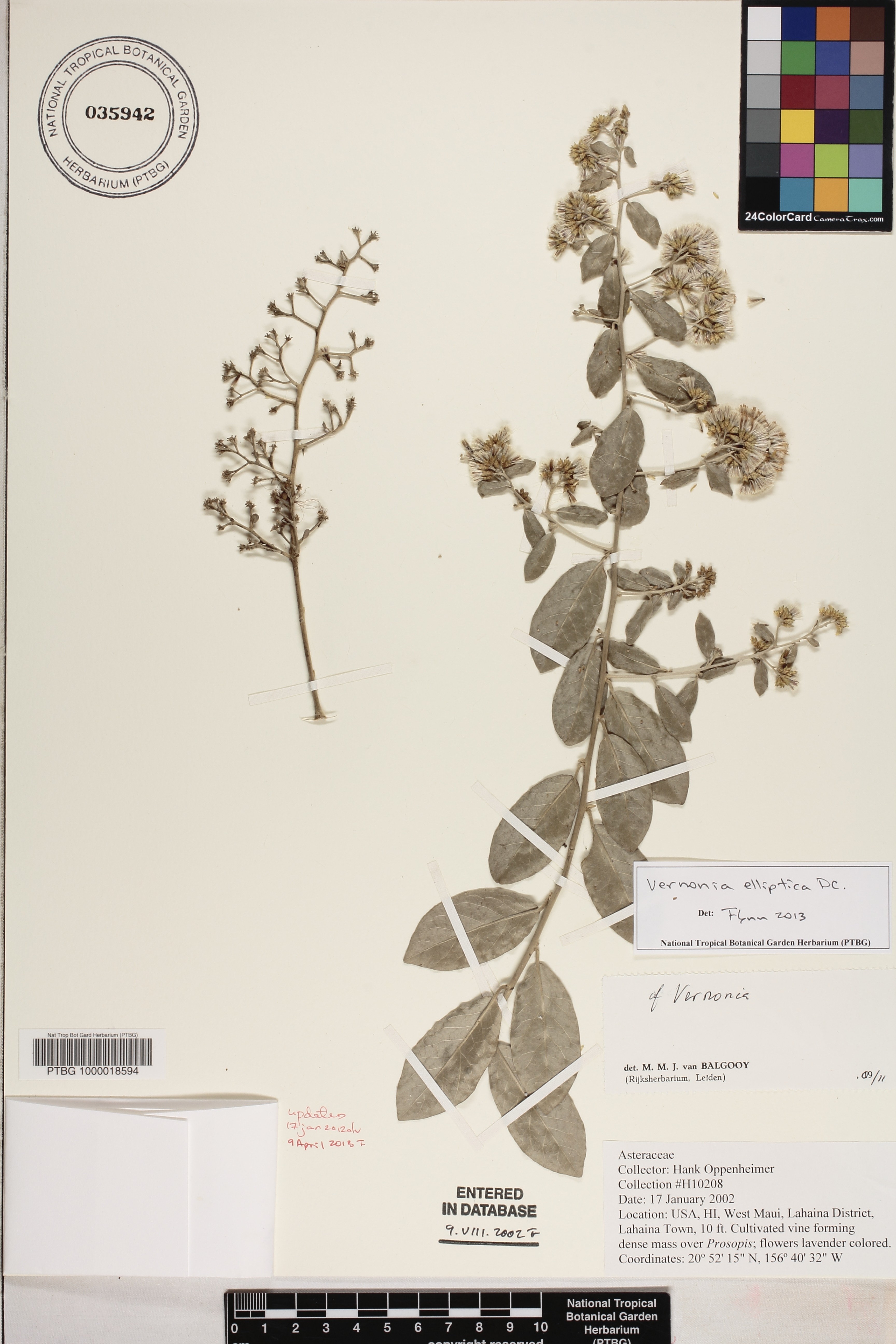Vernonia elliptica image
