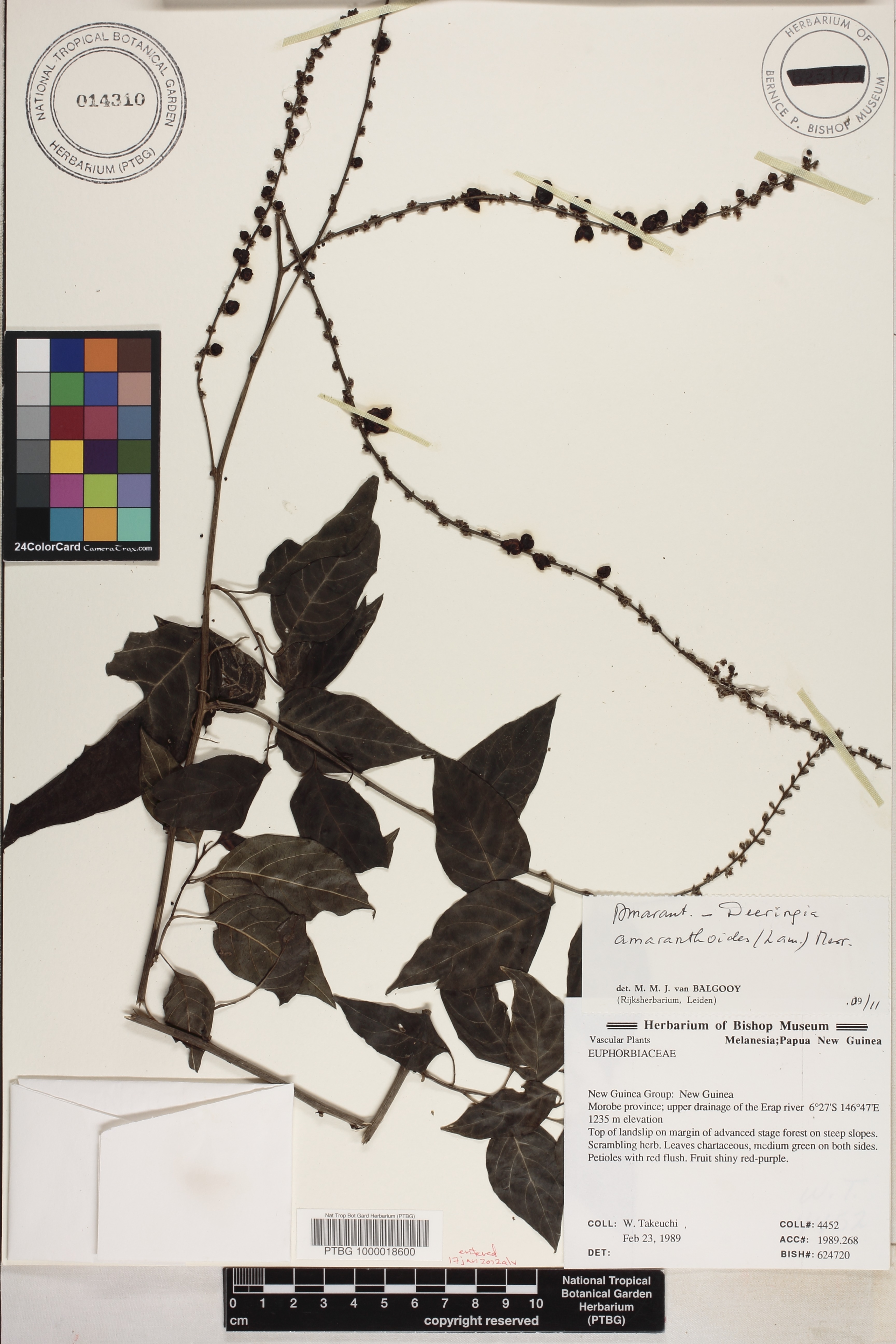 Deeringia amaranthoides image