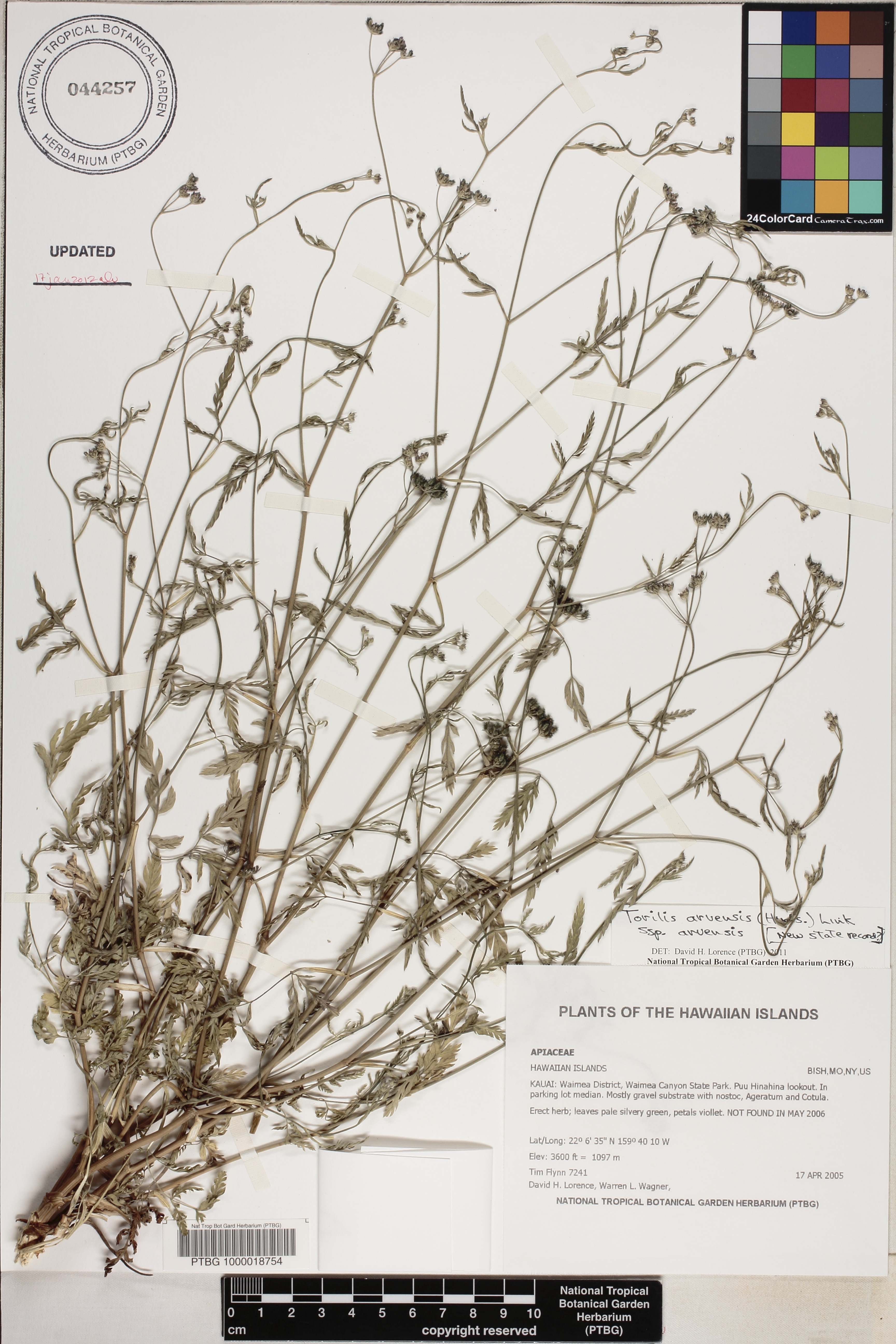Torilis arvensis image