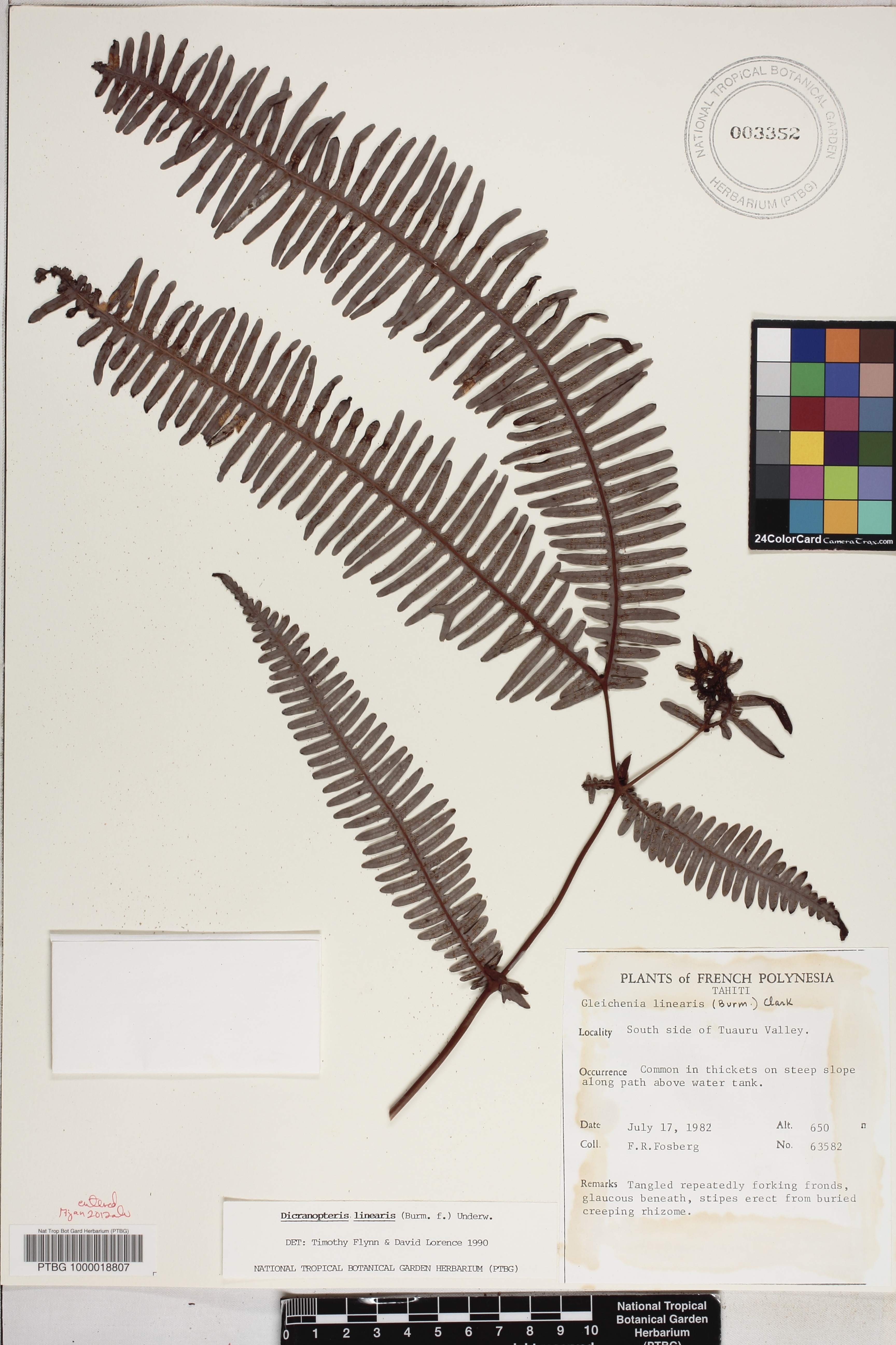 Dicranopteris linearis image