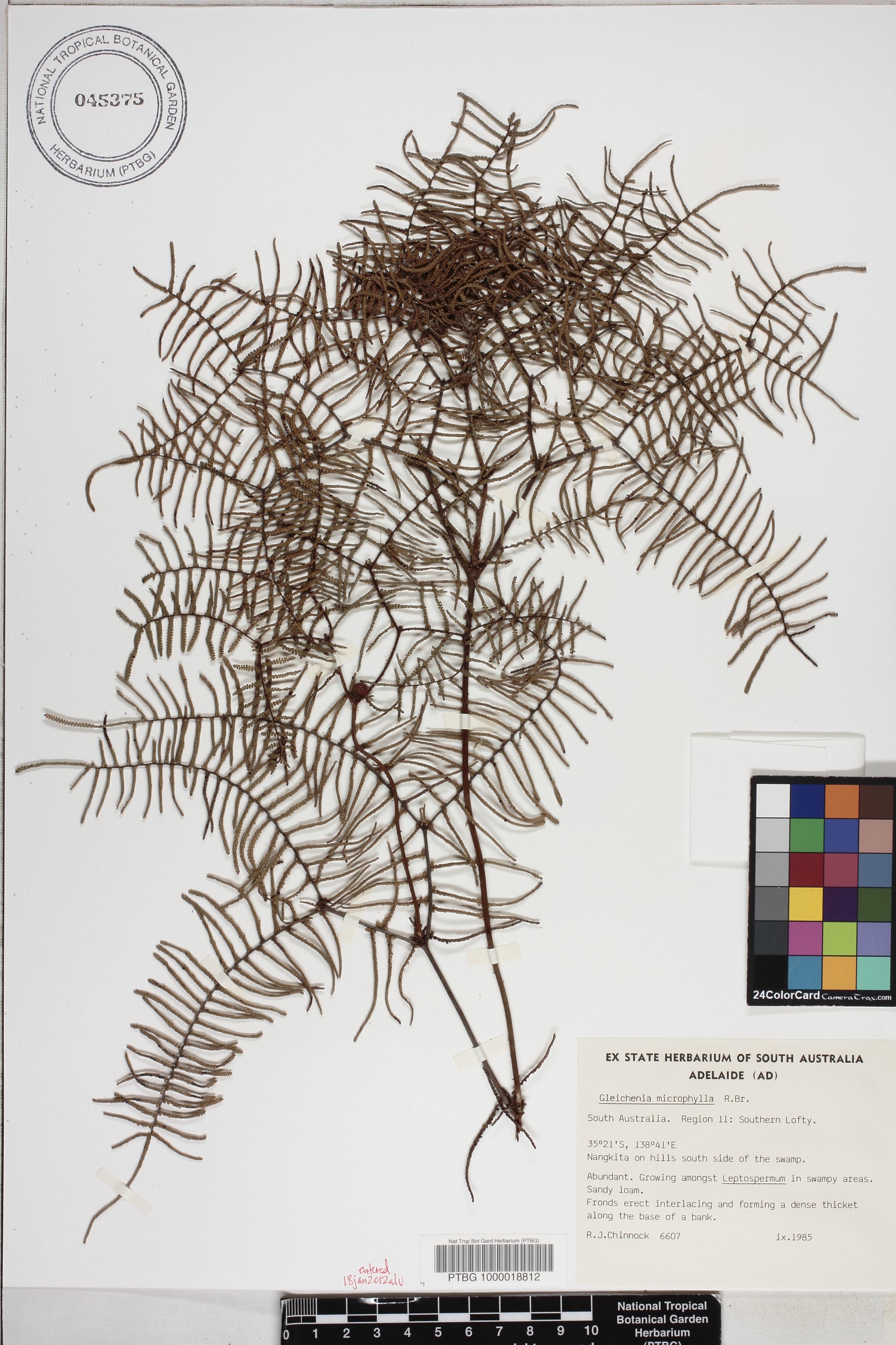 Gleichenia microphylla image