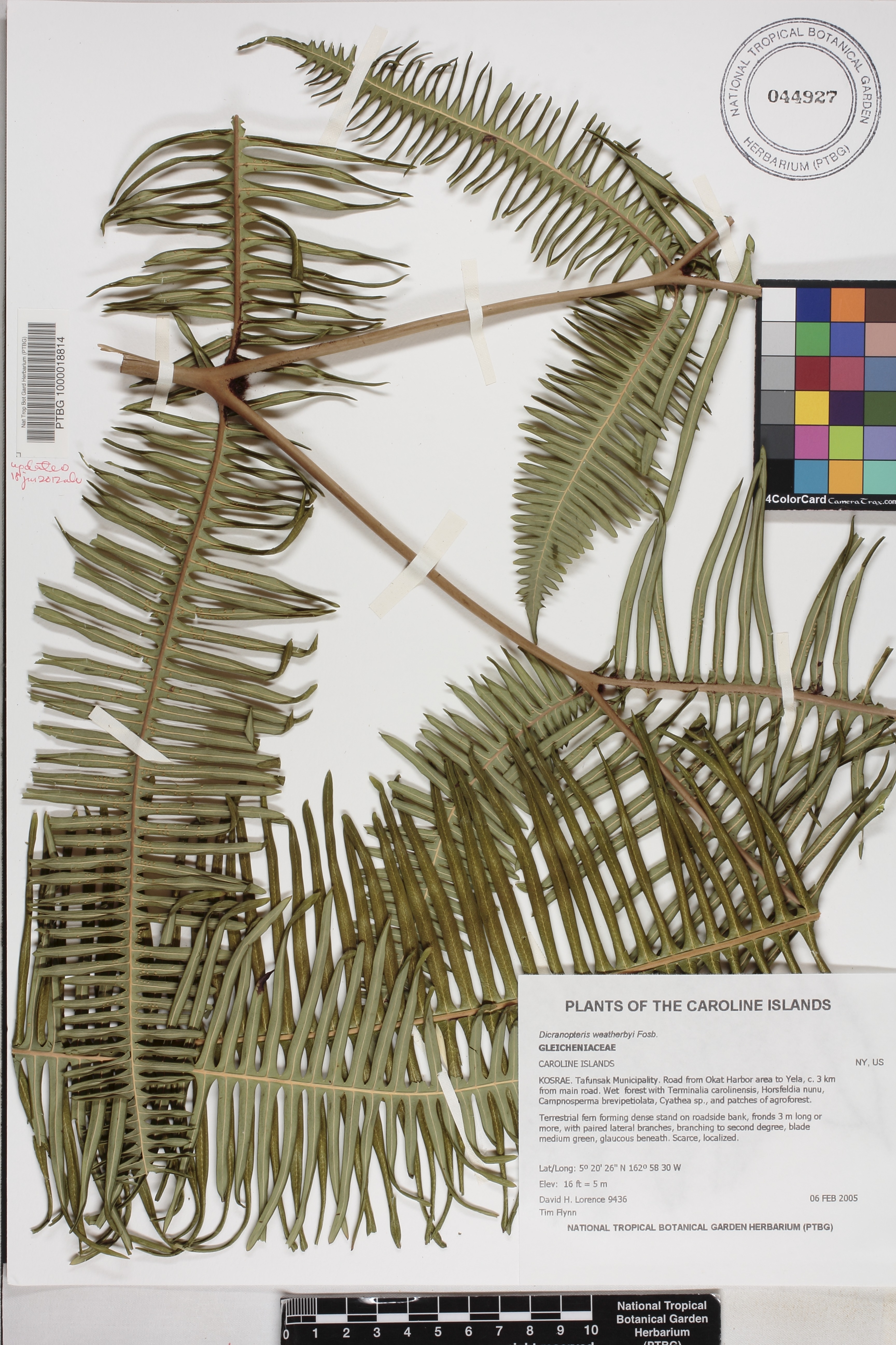 Dicranopteris weatherbyi image