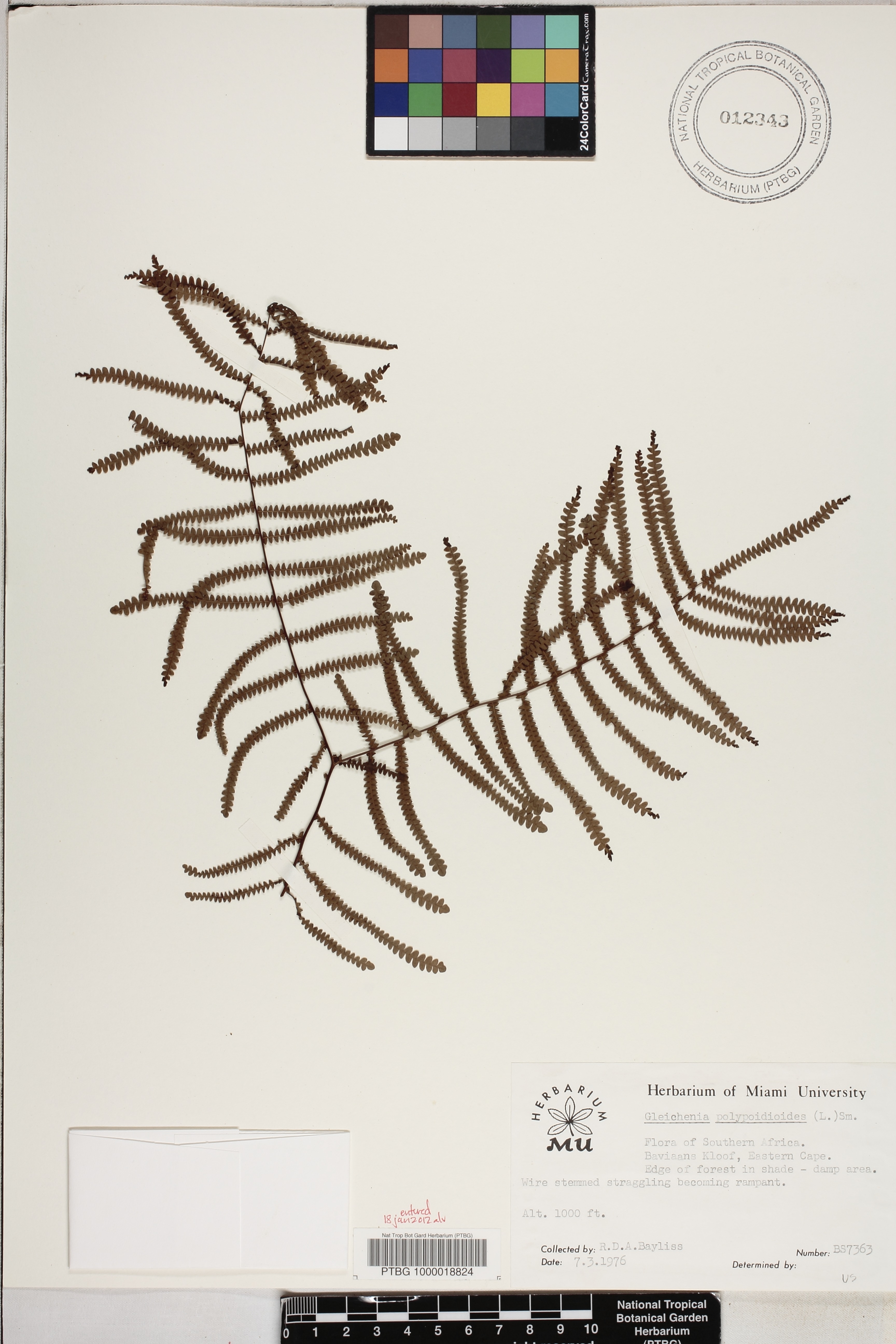 Gleichenia polypodioides image