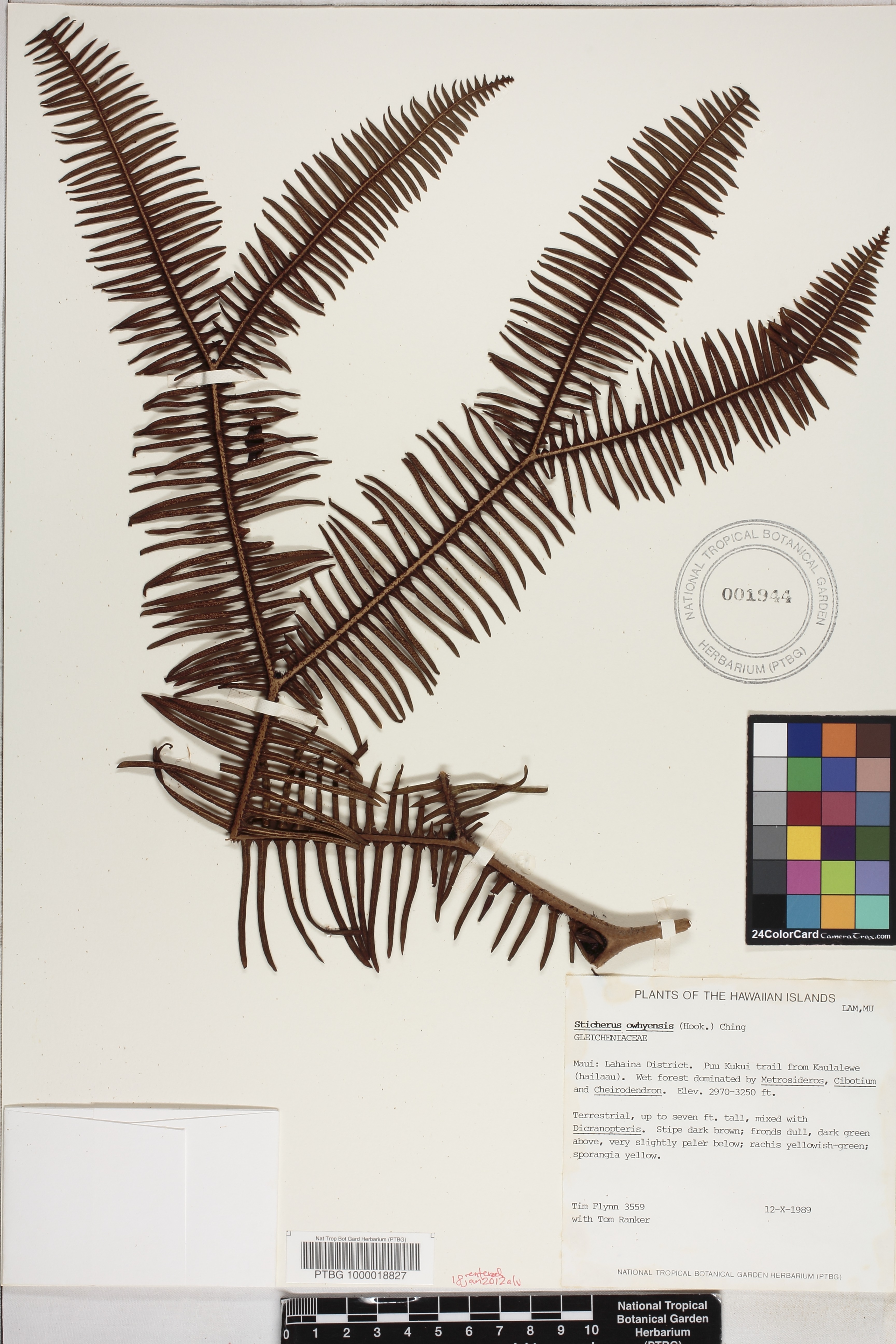 Sticherus owhyhensis image