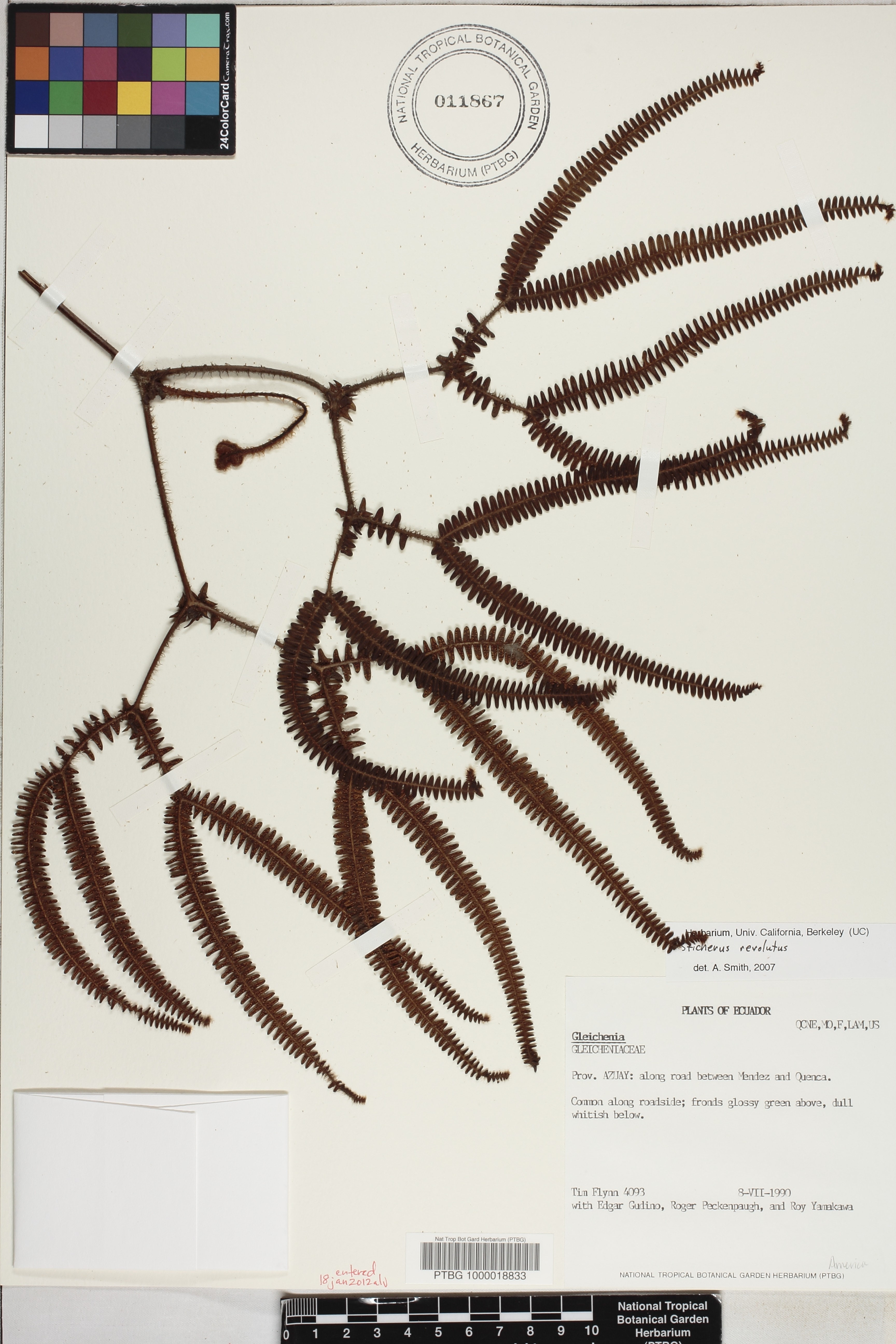 Gleicheniaceae image