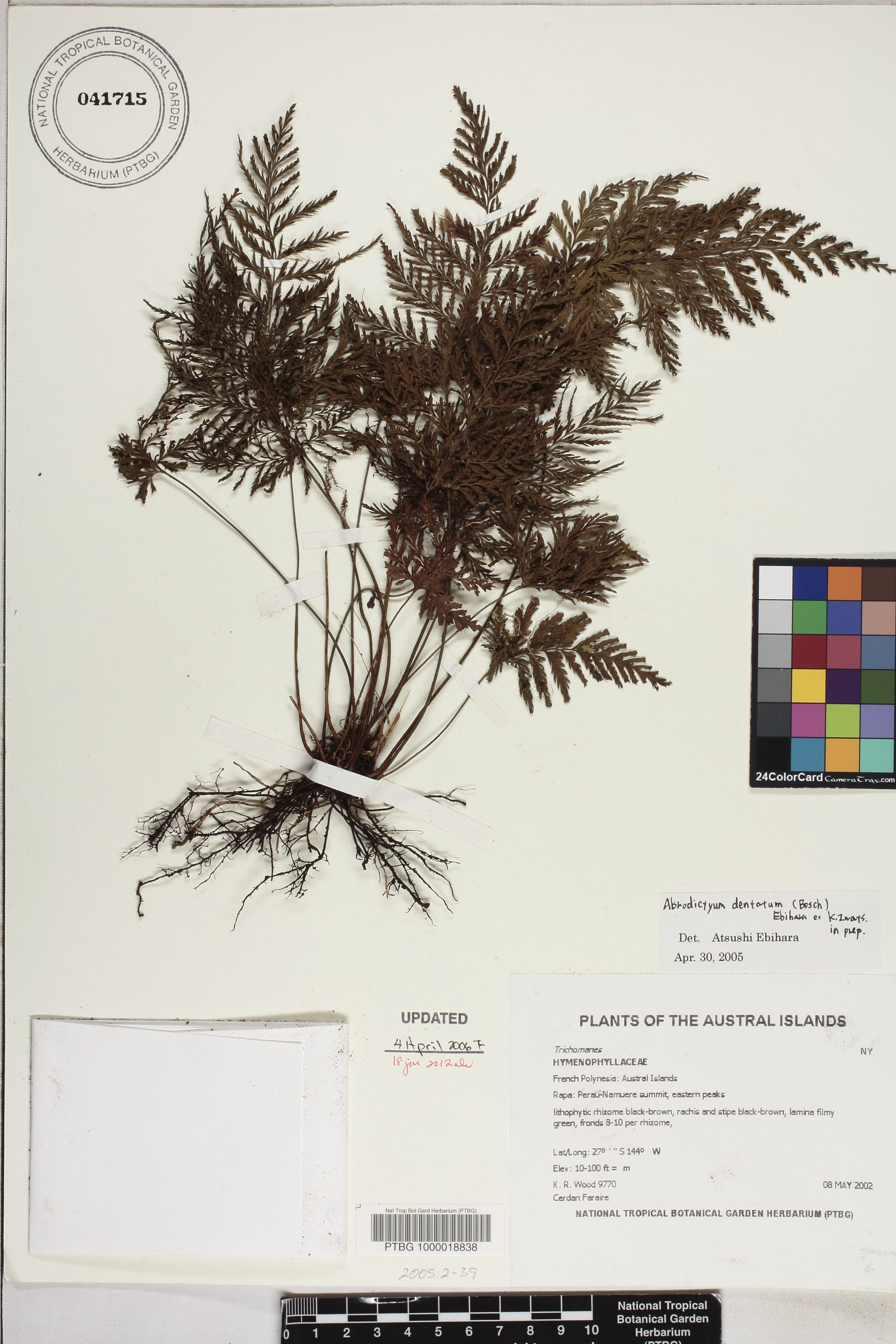 Abrodictyum dentatum image