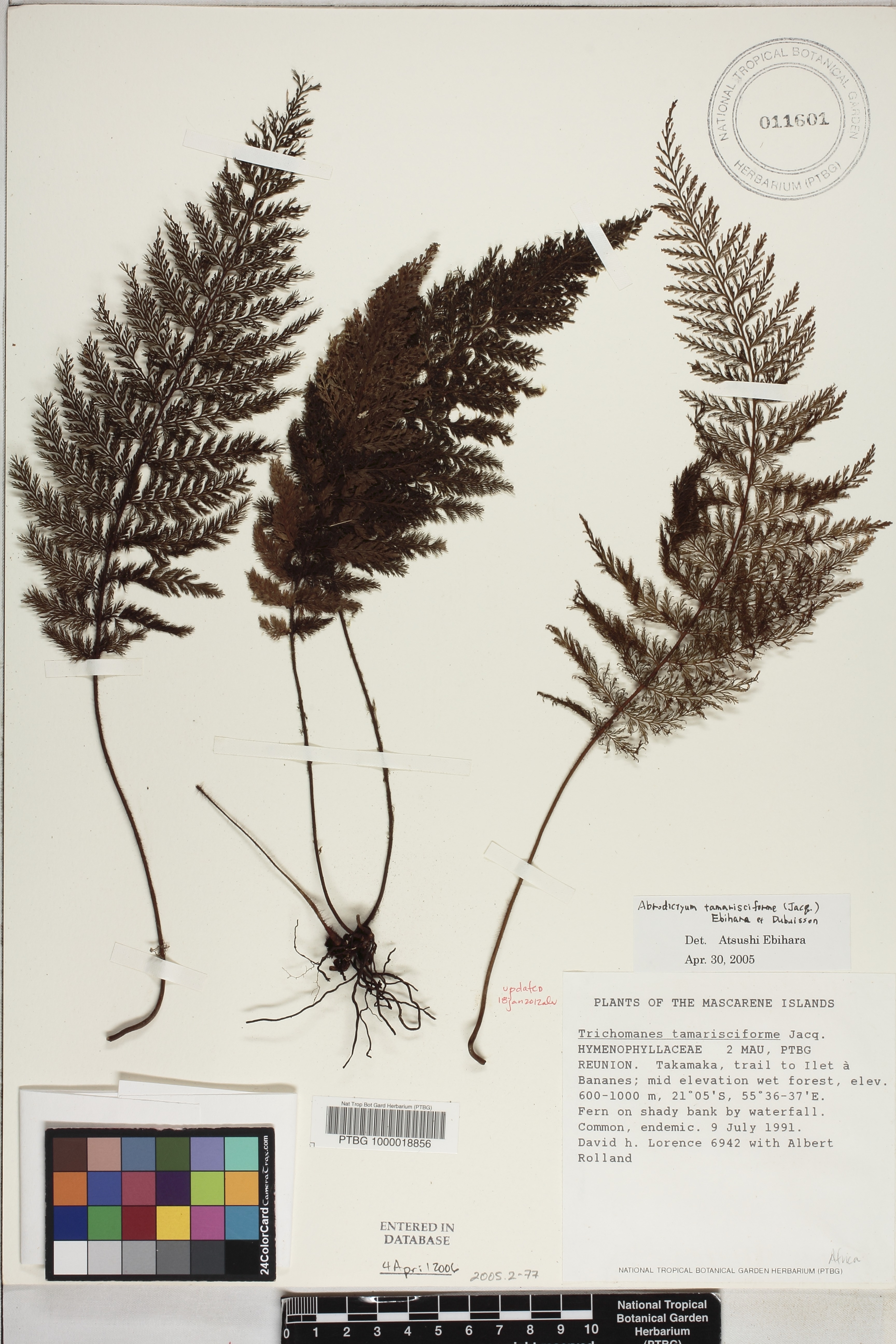 Abrodictyum image