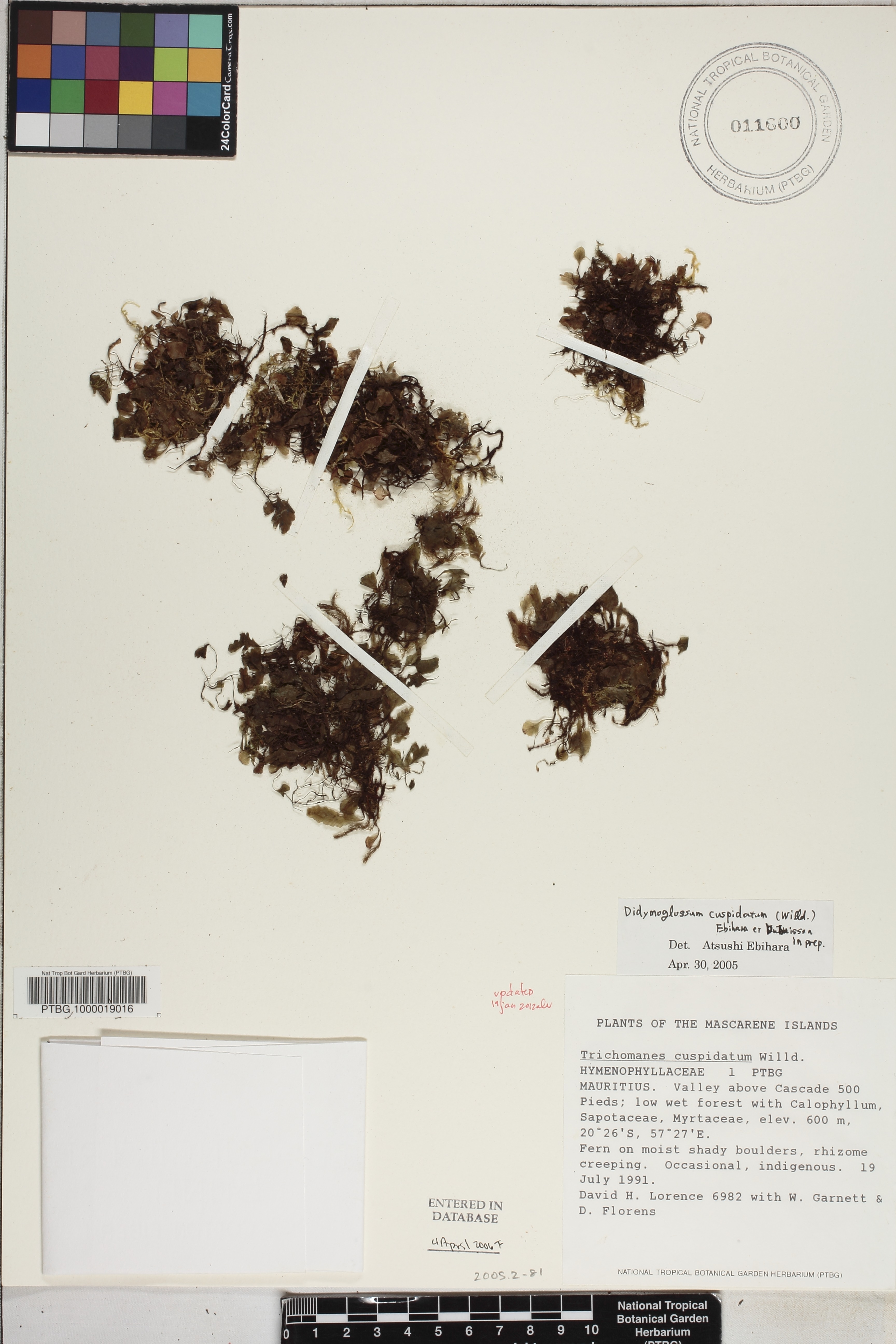 Didymoglossum cuspidatum image