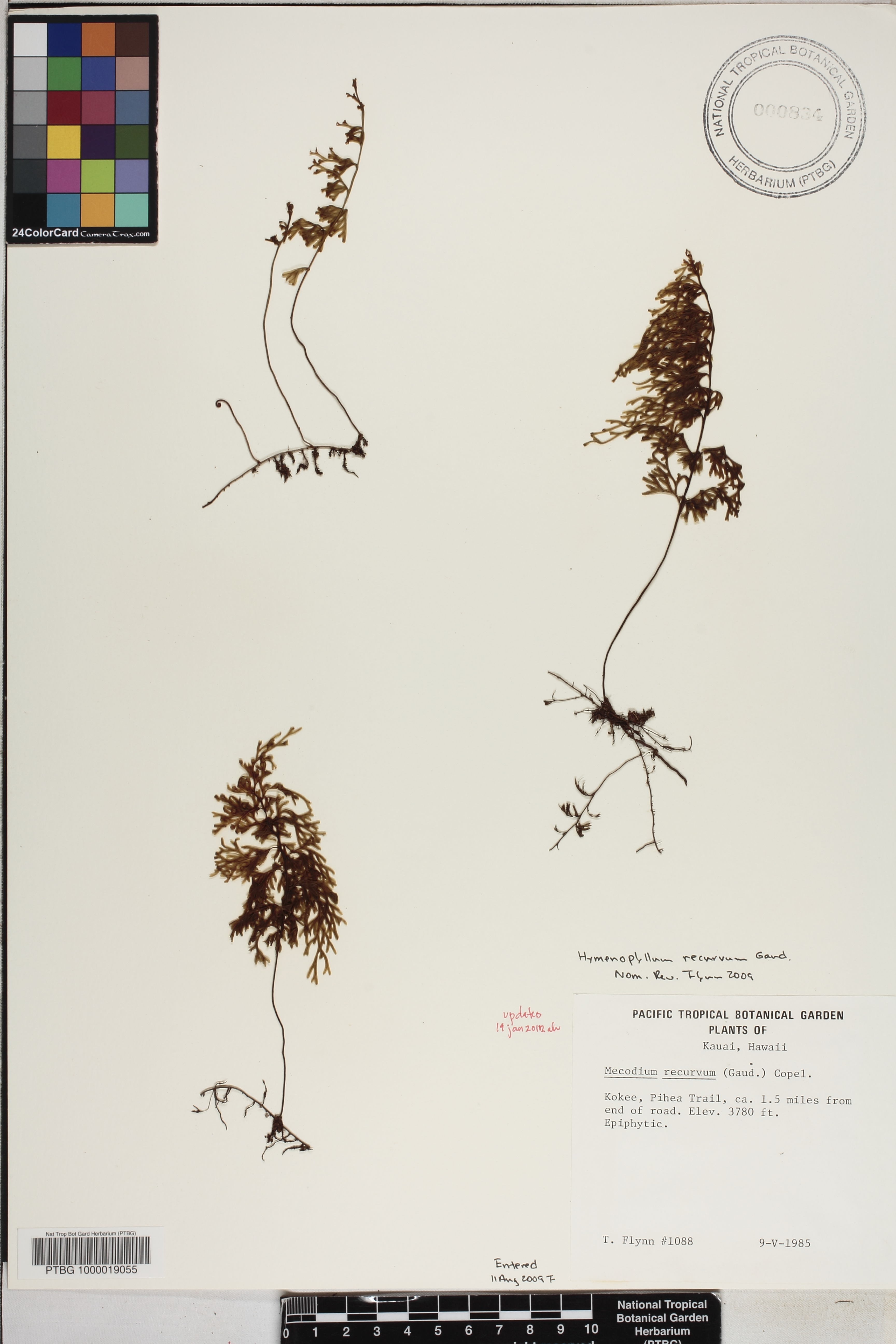 Hymenophyllum recurvum image
