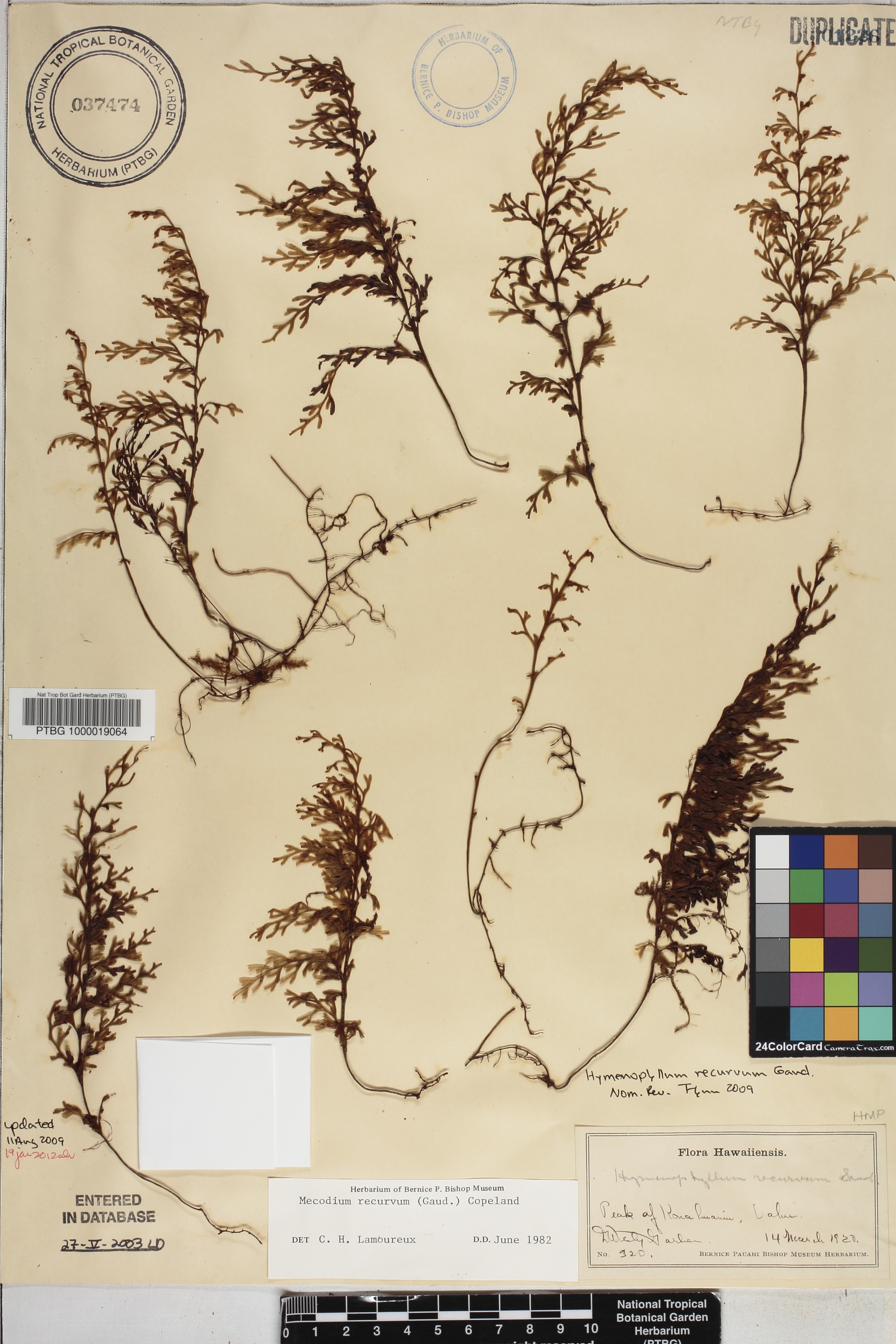 Hymenophyllum recurvum image