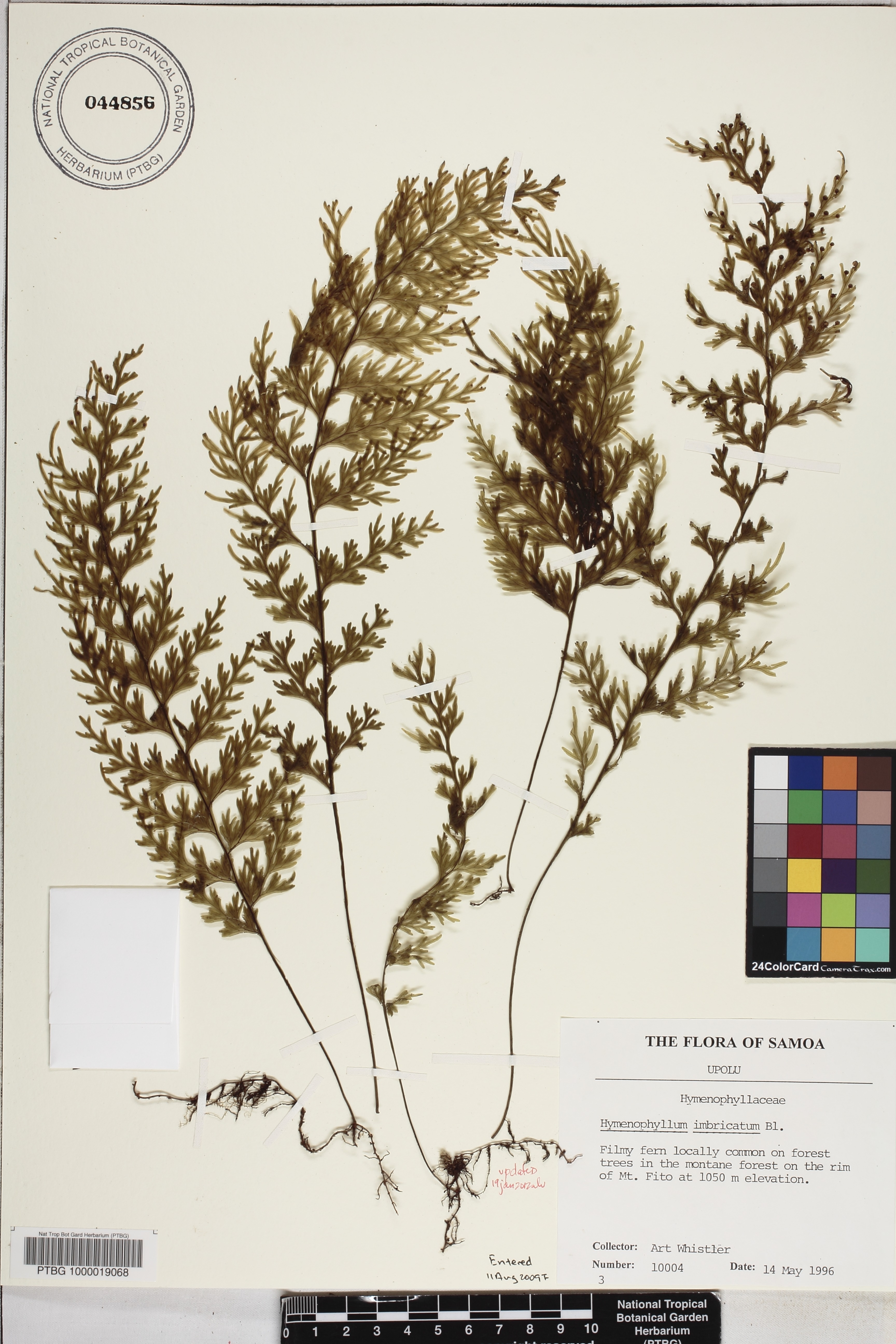 Hymenophyllum image