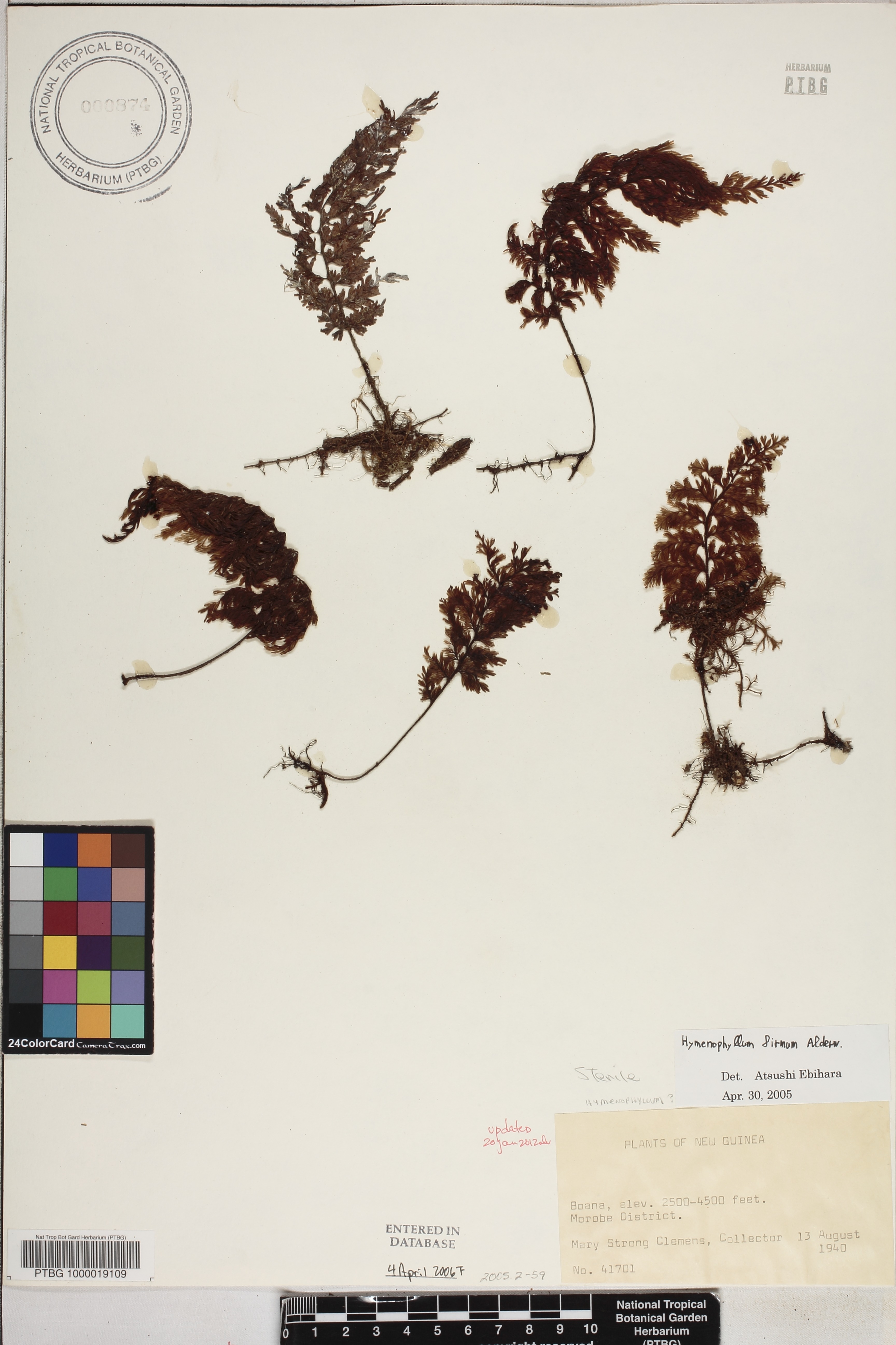Hymenophyllum firmum image