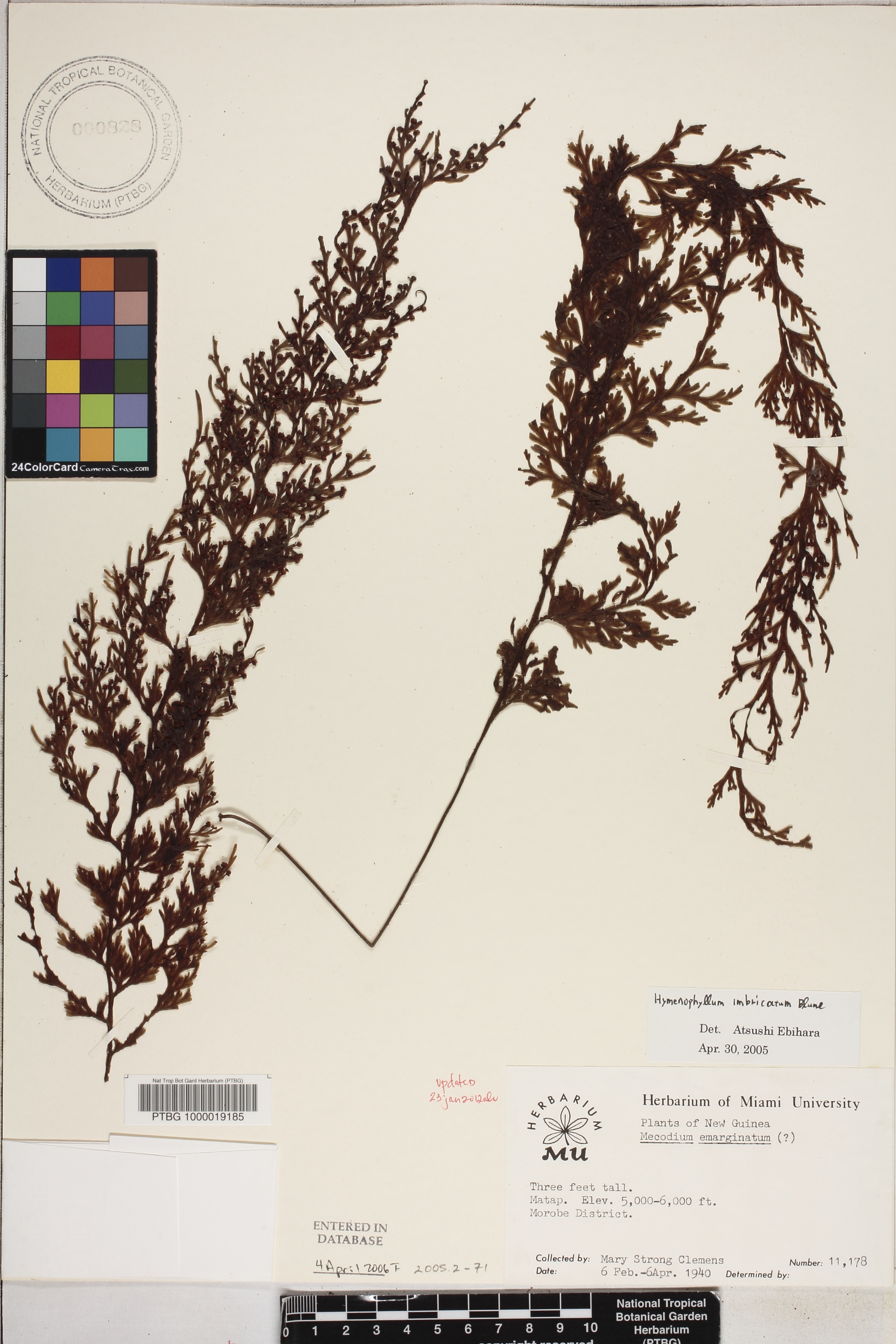 Hymenophyllum imbricatum image