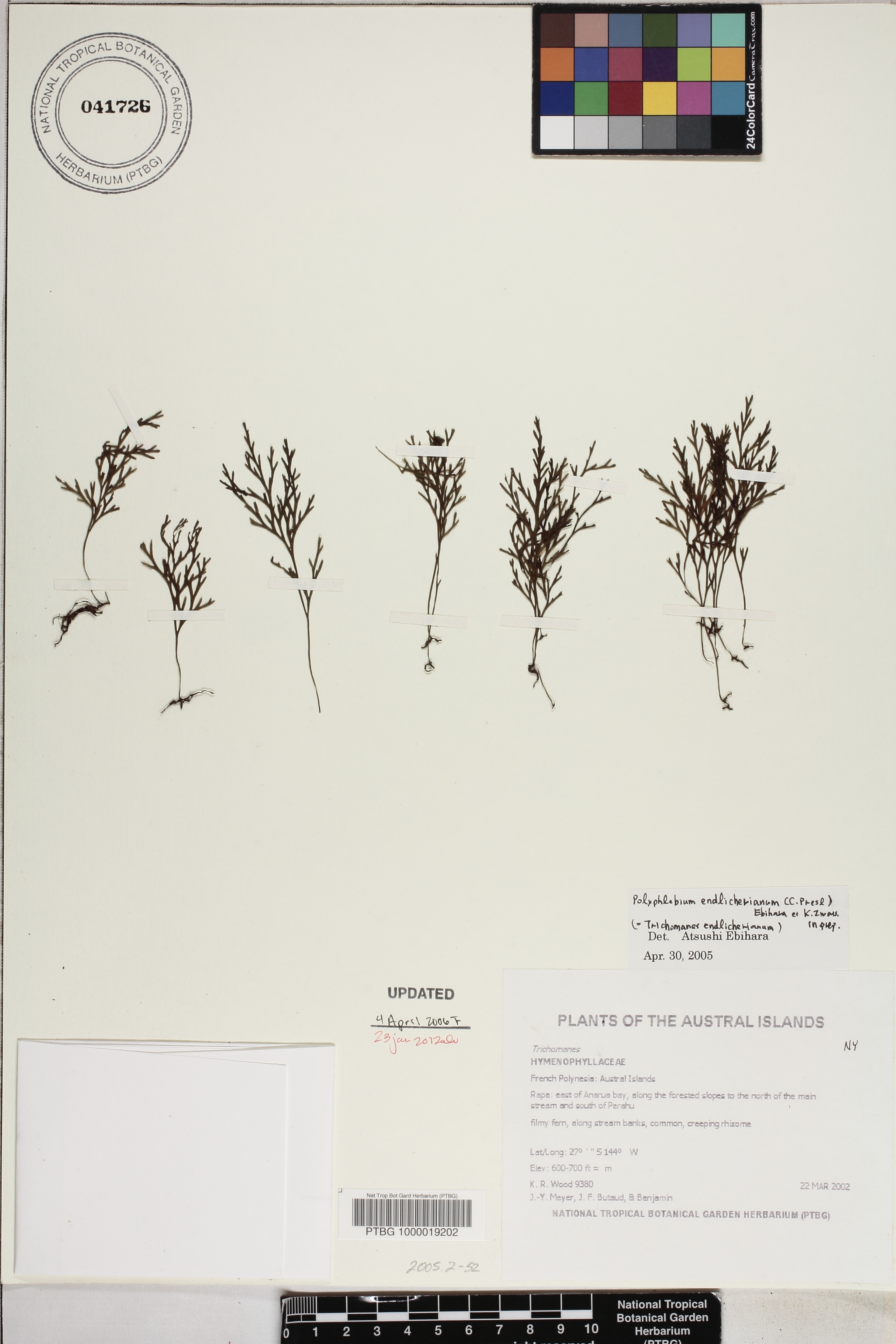 Polyphlebium endlicherianum image