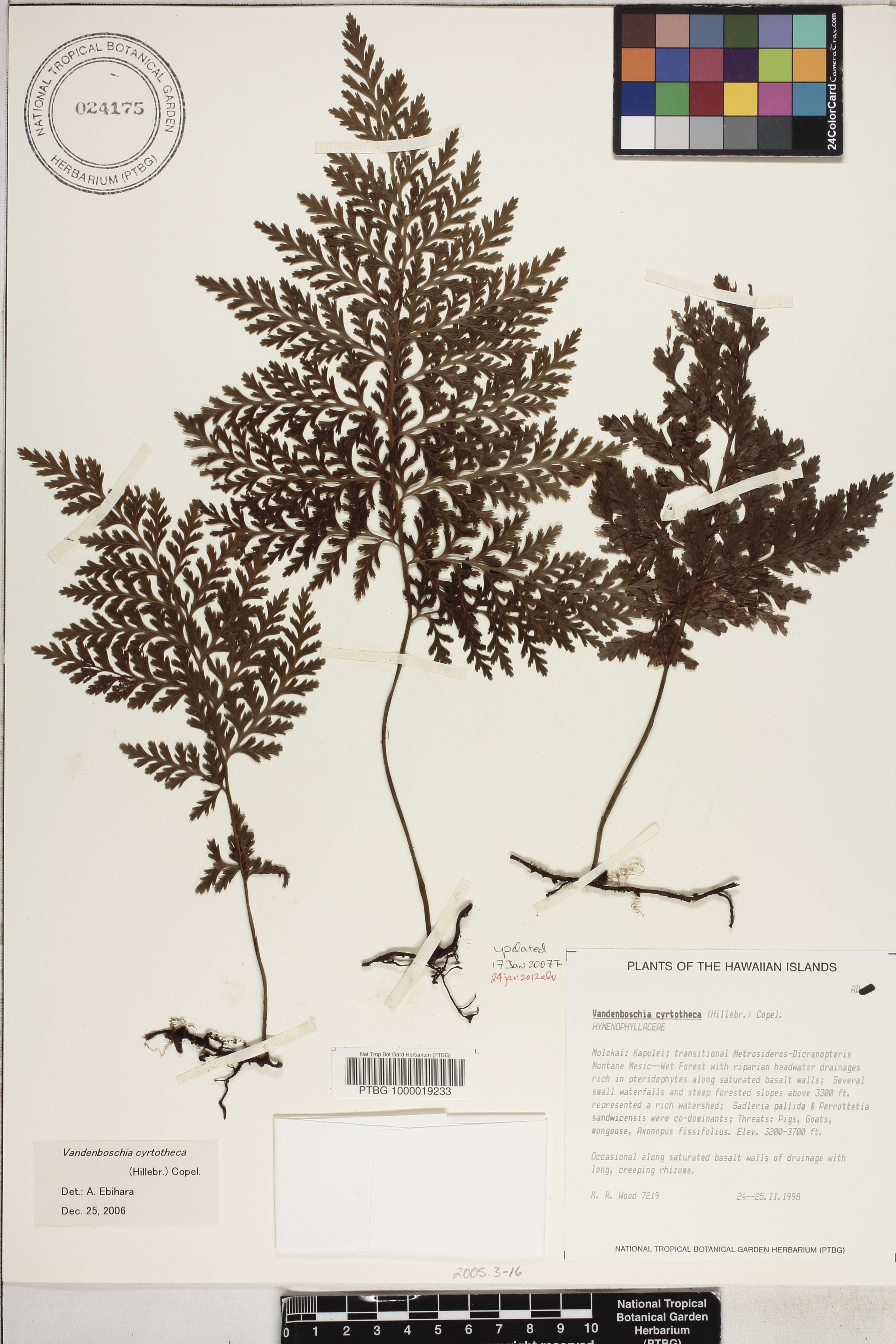 Vandenboschia cyrtotheca image