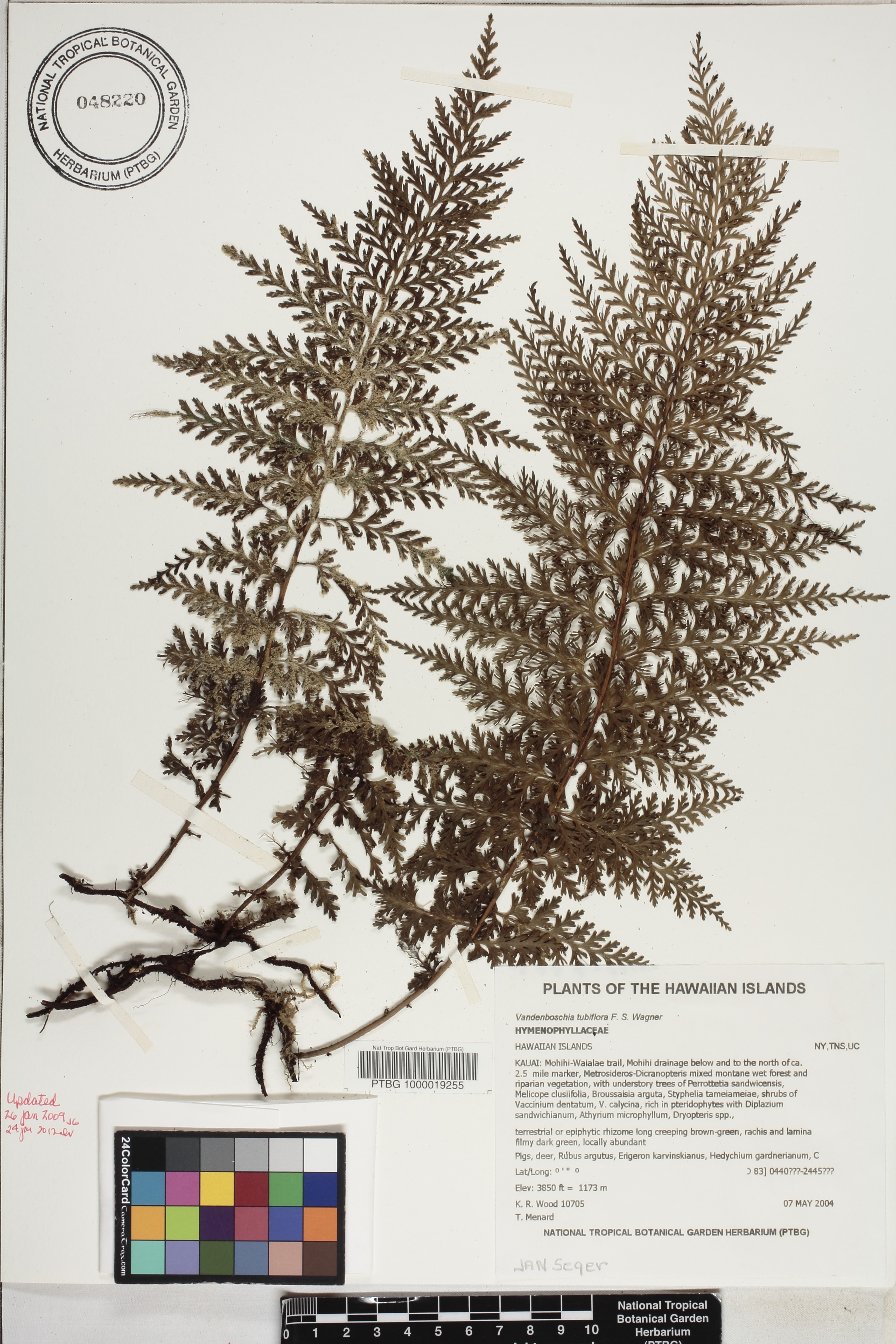 Vandenboschia tubiflora image