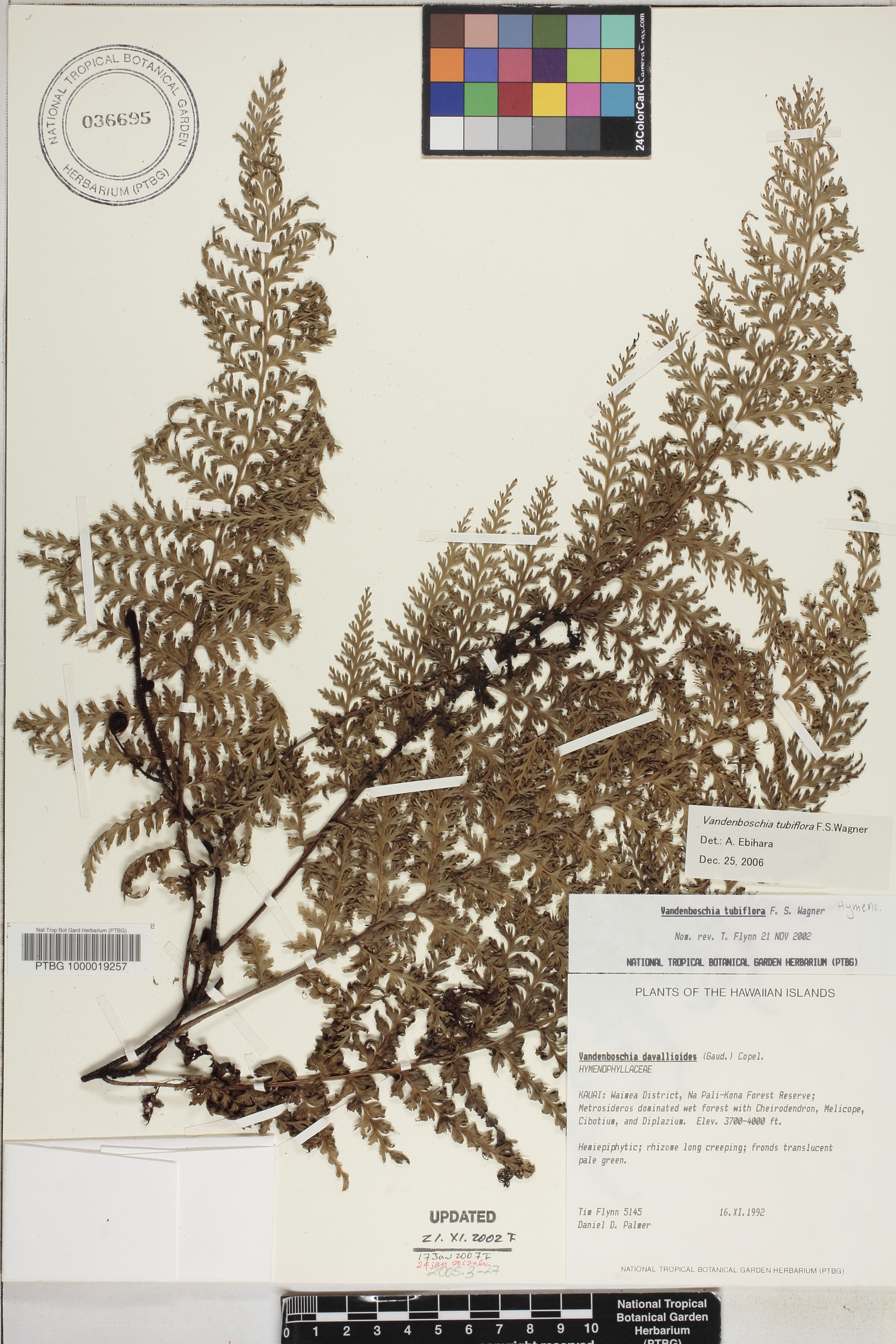 Vandenboschia tubiflora image