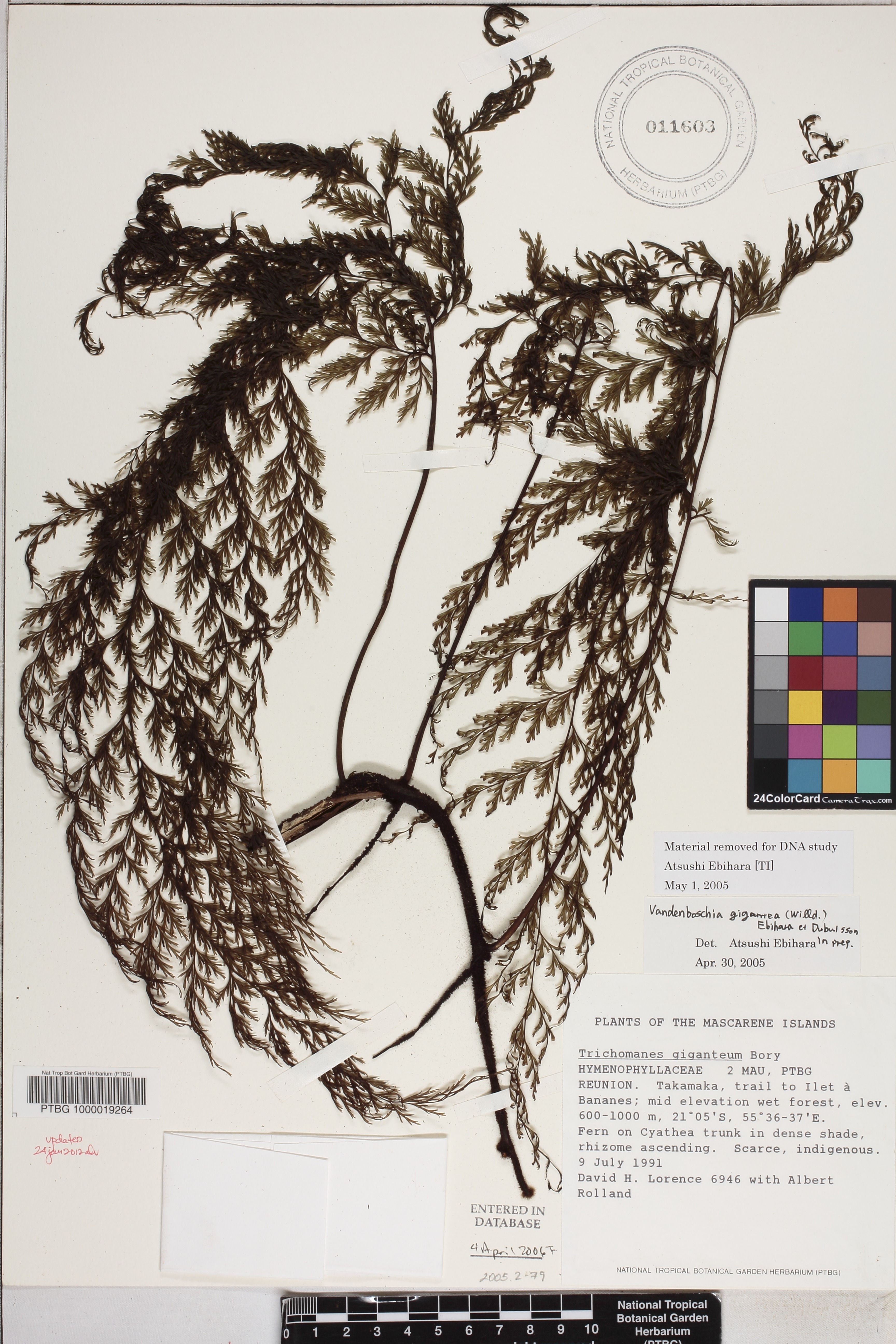 Vandenboschia gigantea image