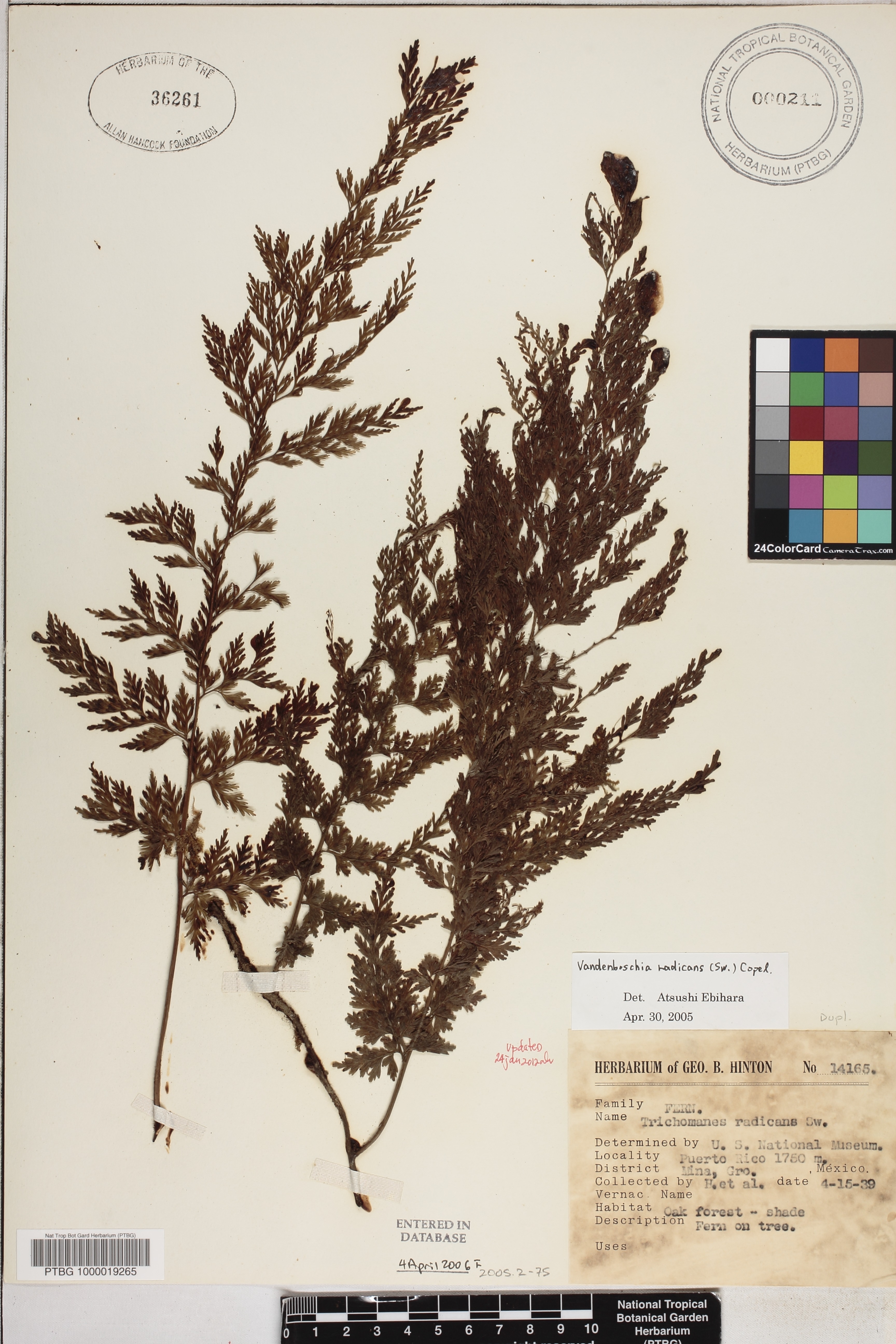 Vandenboschia image