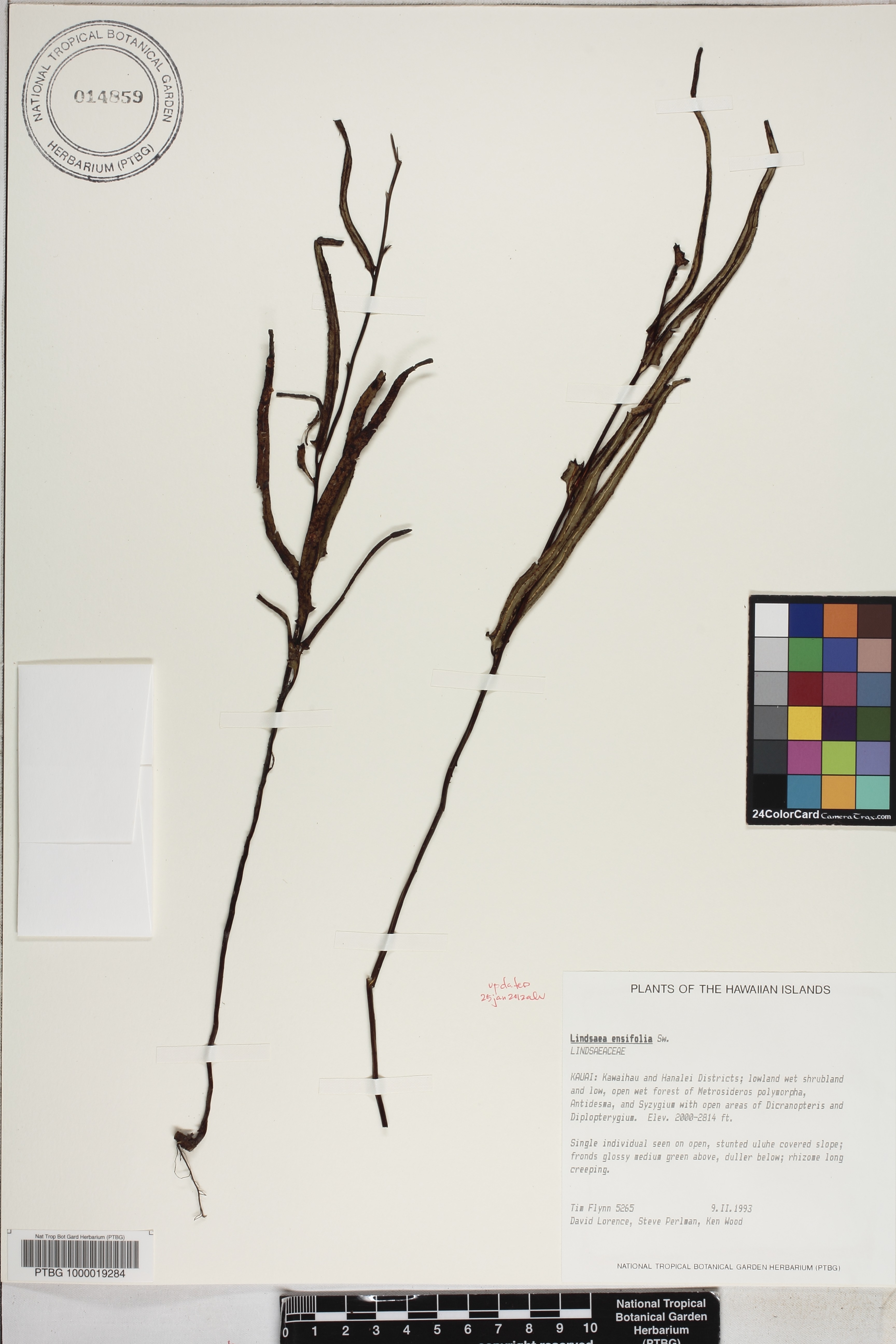 Lindsaea image