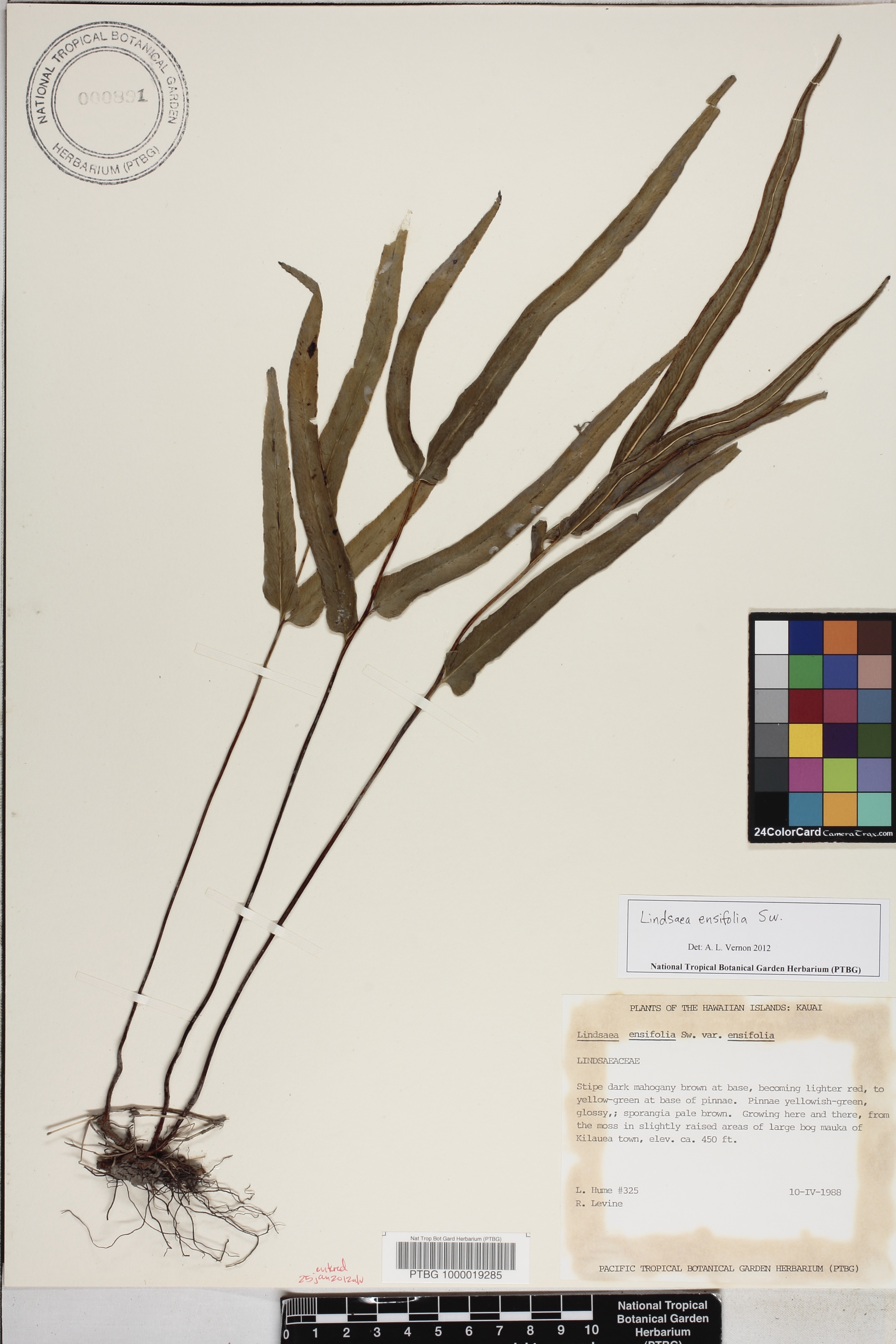 Lindsaea ensifolia image