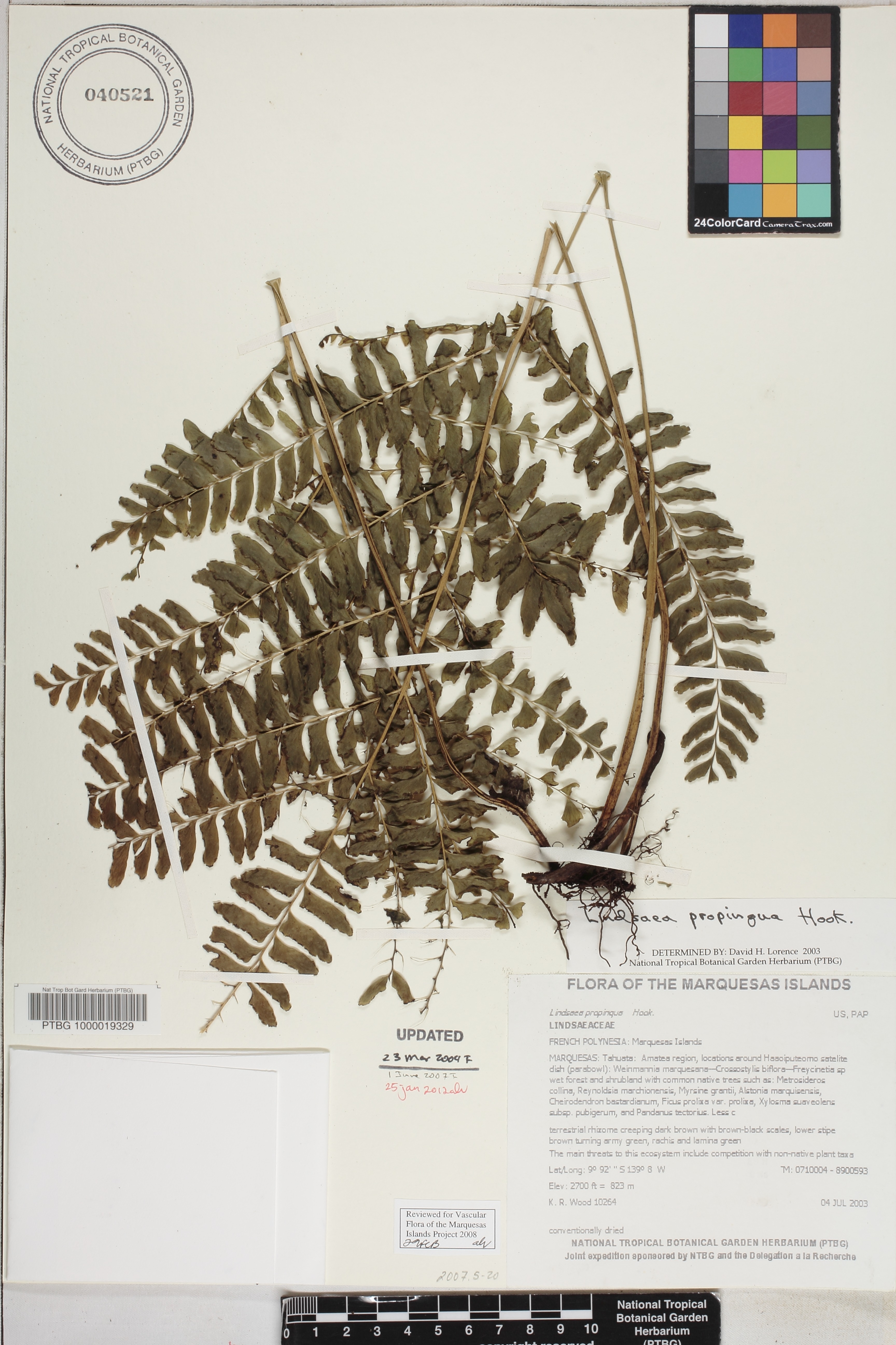 Lindsaea image